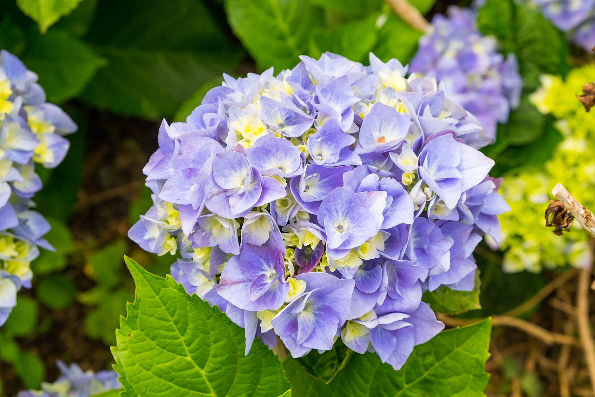 美丽的紫色绣球花美丽的紫色绣球花生长在葡萄牙亚速尔群岛. 