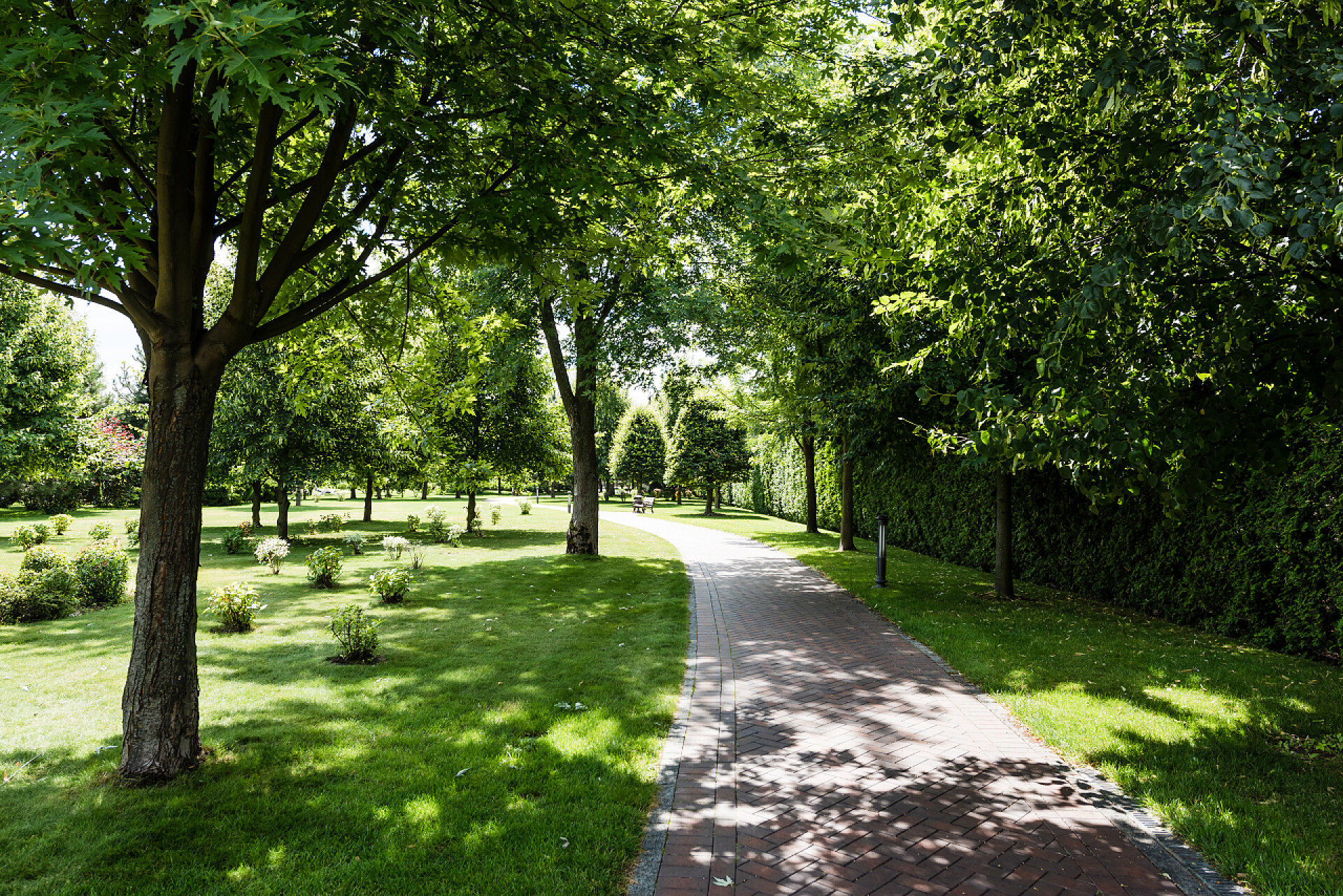 绿色的树林与草地绿草上的阴影，在公园附近的小路附近有灌木和树木 