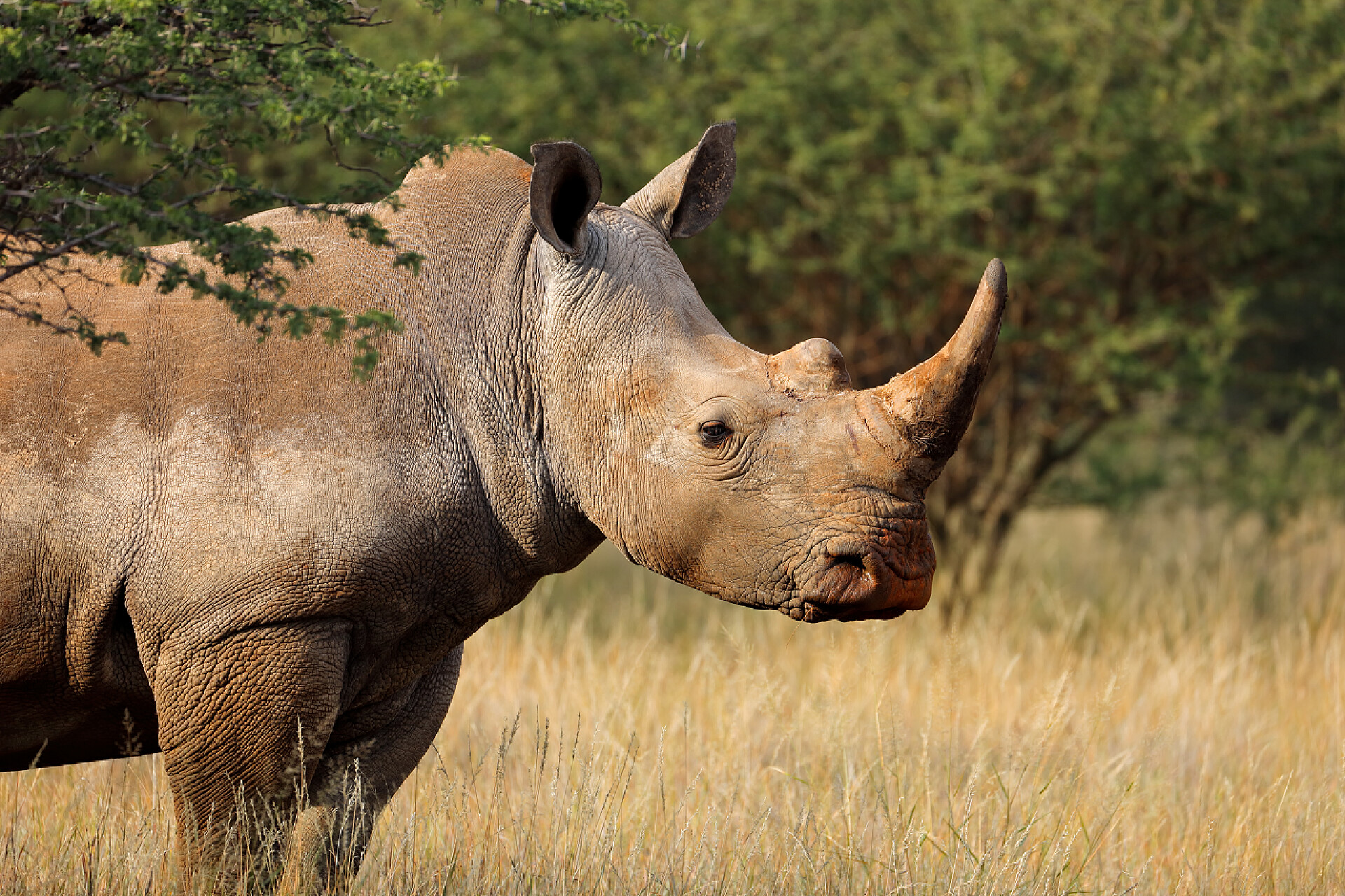 南非自然栖息地的白犀牛在自然栖息地的白犀牛