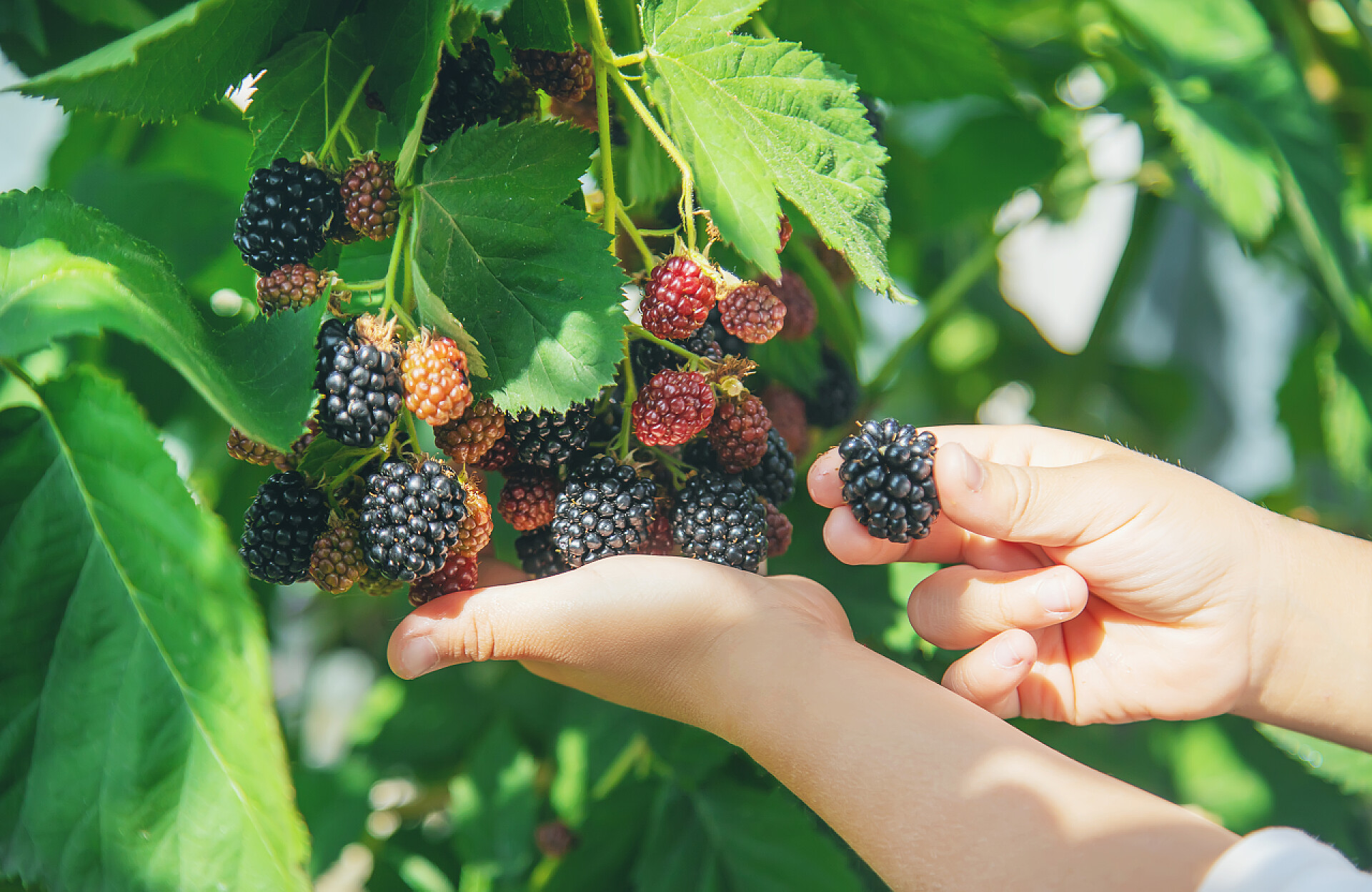 果园里刚采摘下来的新鲜桑葚