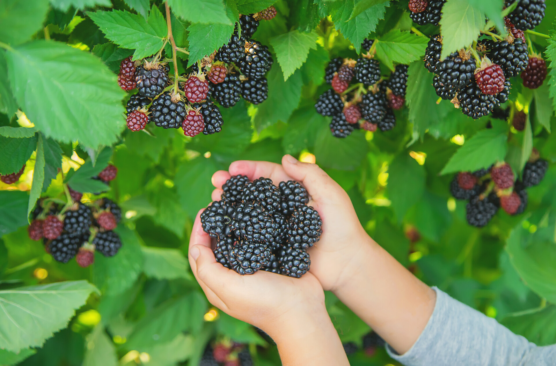 果园里刚采摘下来的新鲜桑葚