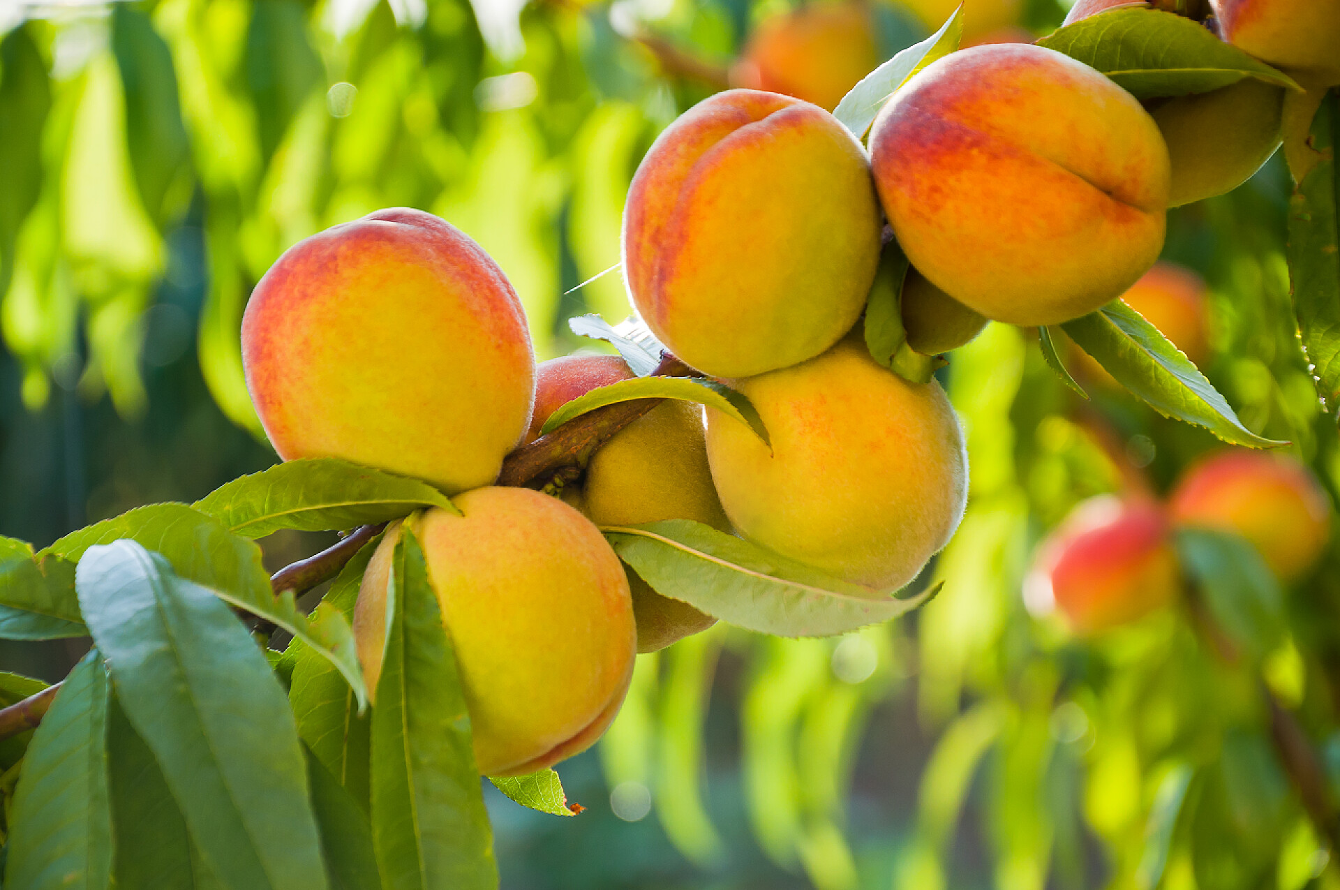 树枝上的成熟的桃子树干上成熟的桃子