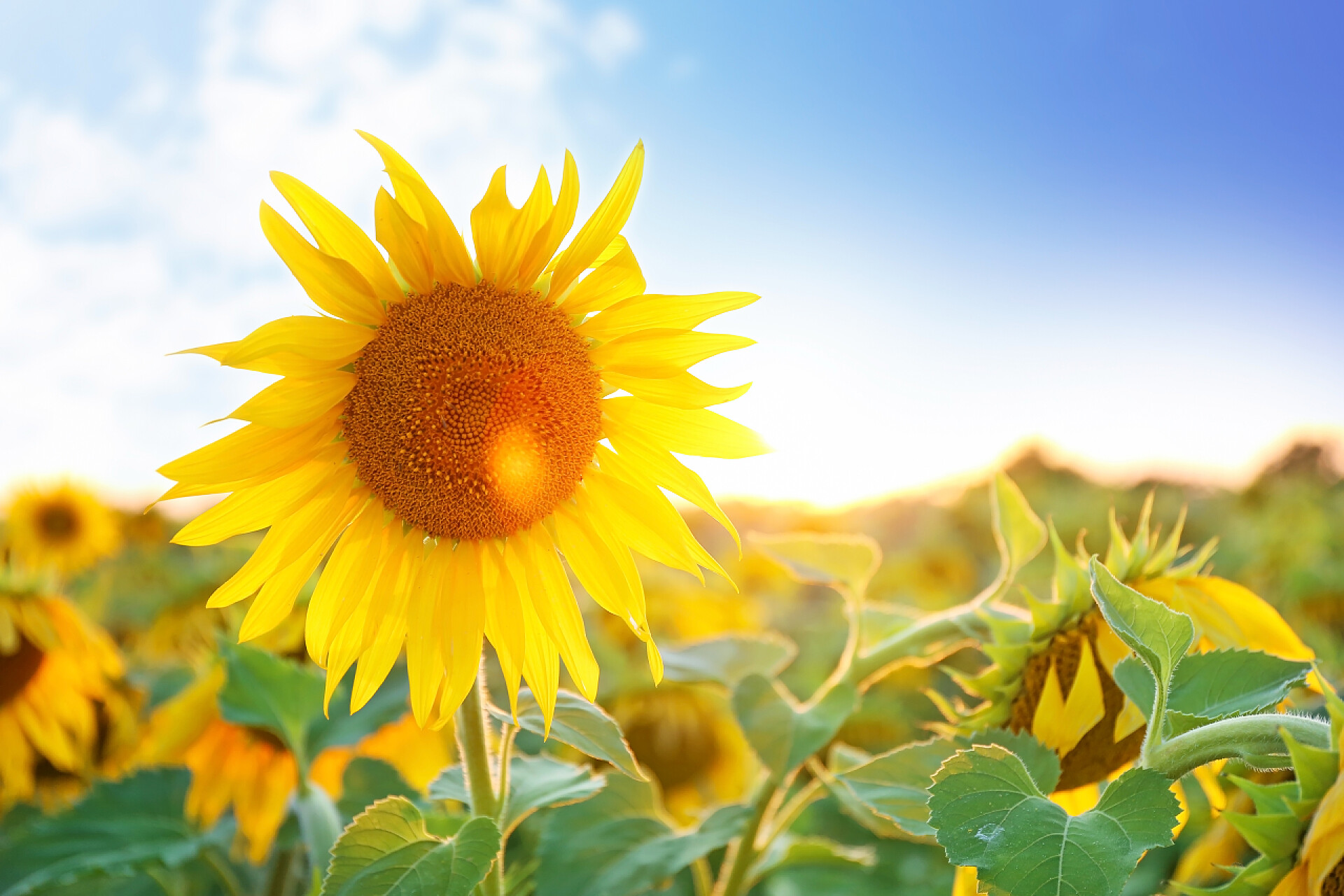 蓝天下的向日葵夏日美丽的向日葵地