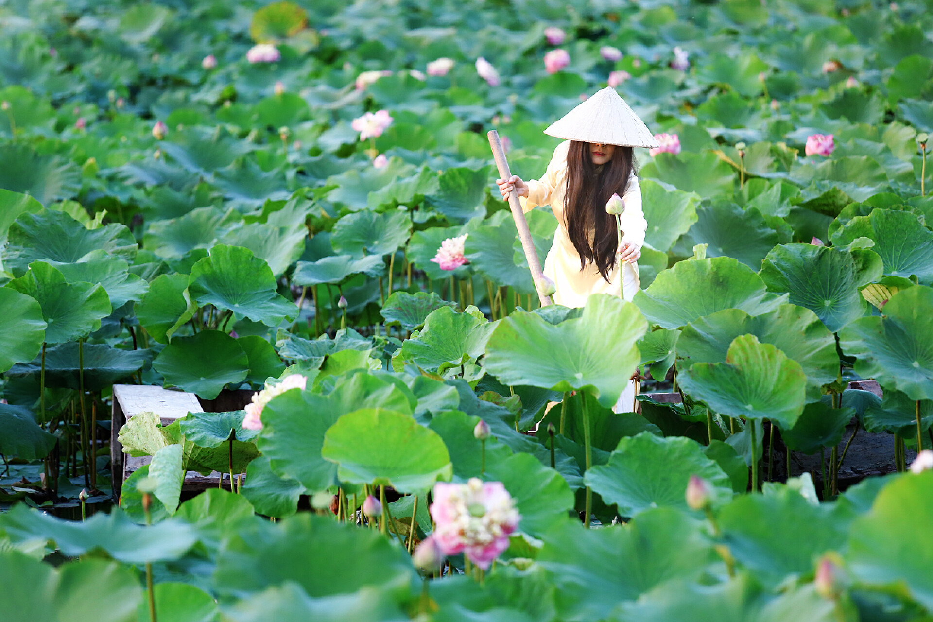 在荷花池里的女人越南妇女在奥戴传统越南黄色和白色礼服在莲花池与木材古船.