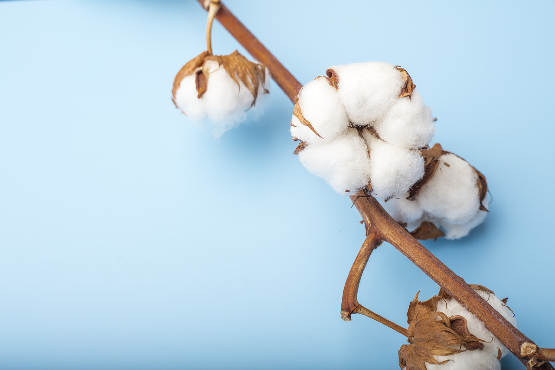 蓝色背景上的一只棉花棉花枝在蓝色背景上。复制空间