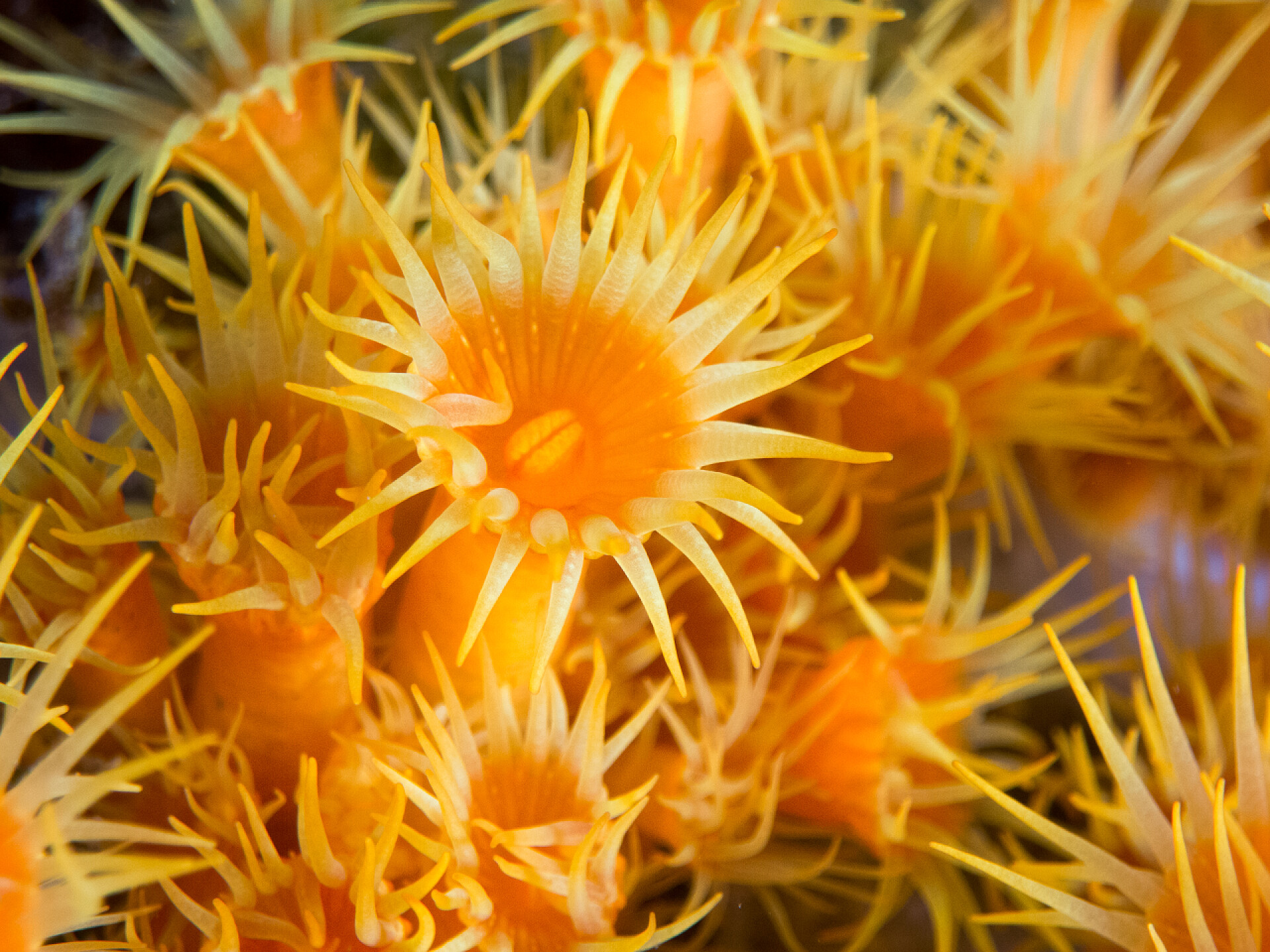 河水中的藻类有珊瑚和巨藻的海床