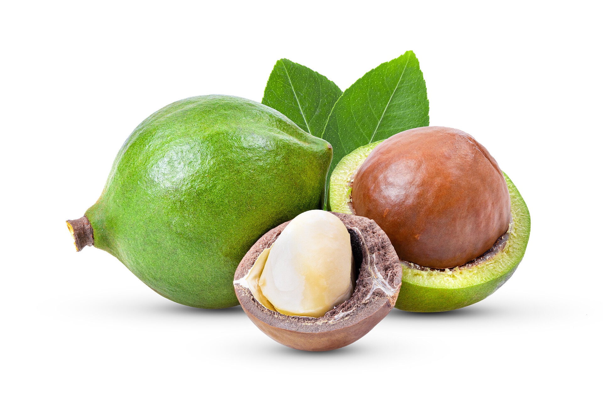 白色背景上的两个坚果坚果，叶子在白色的背景上被隔离。全场深度