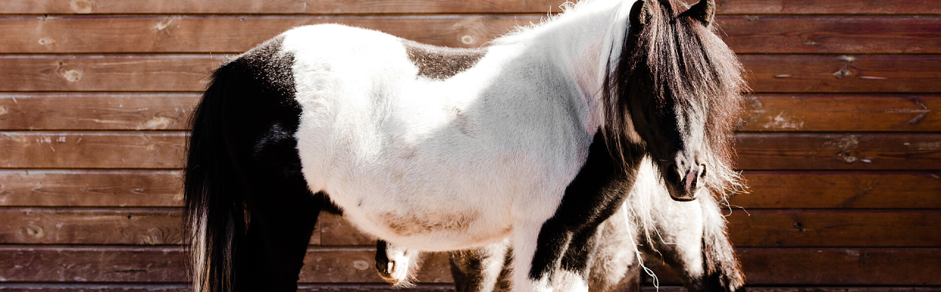 站在木制篱笆旁边的小马全景照片站在木制篱笆旁边的小马全景照片 