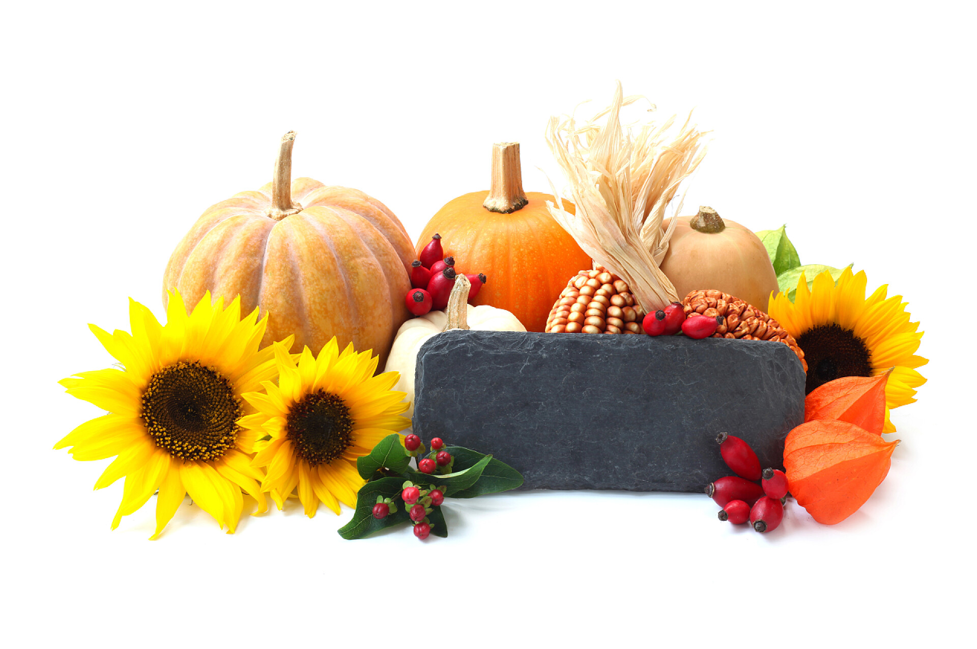 白色背景上的南瓜和向日葵