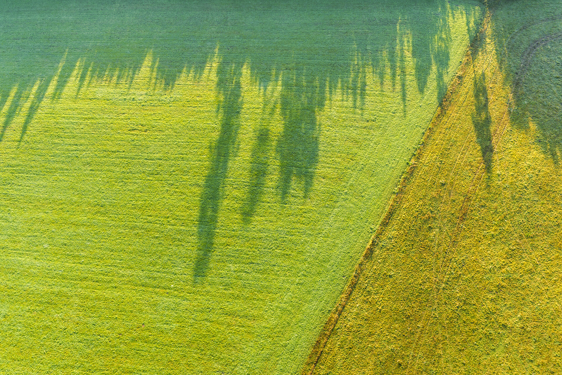 俯拍阳光下的田野炎热的夏初清晨，空中俯瞰着两个田野之间的边界和森林的构成，顶部有长长的高对比度阴影.