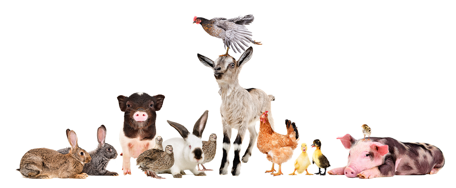 白色背景上一群动物一群可爱有趣的农场动物在白色背景下被隔离在一起