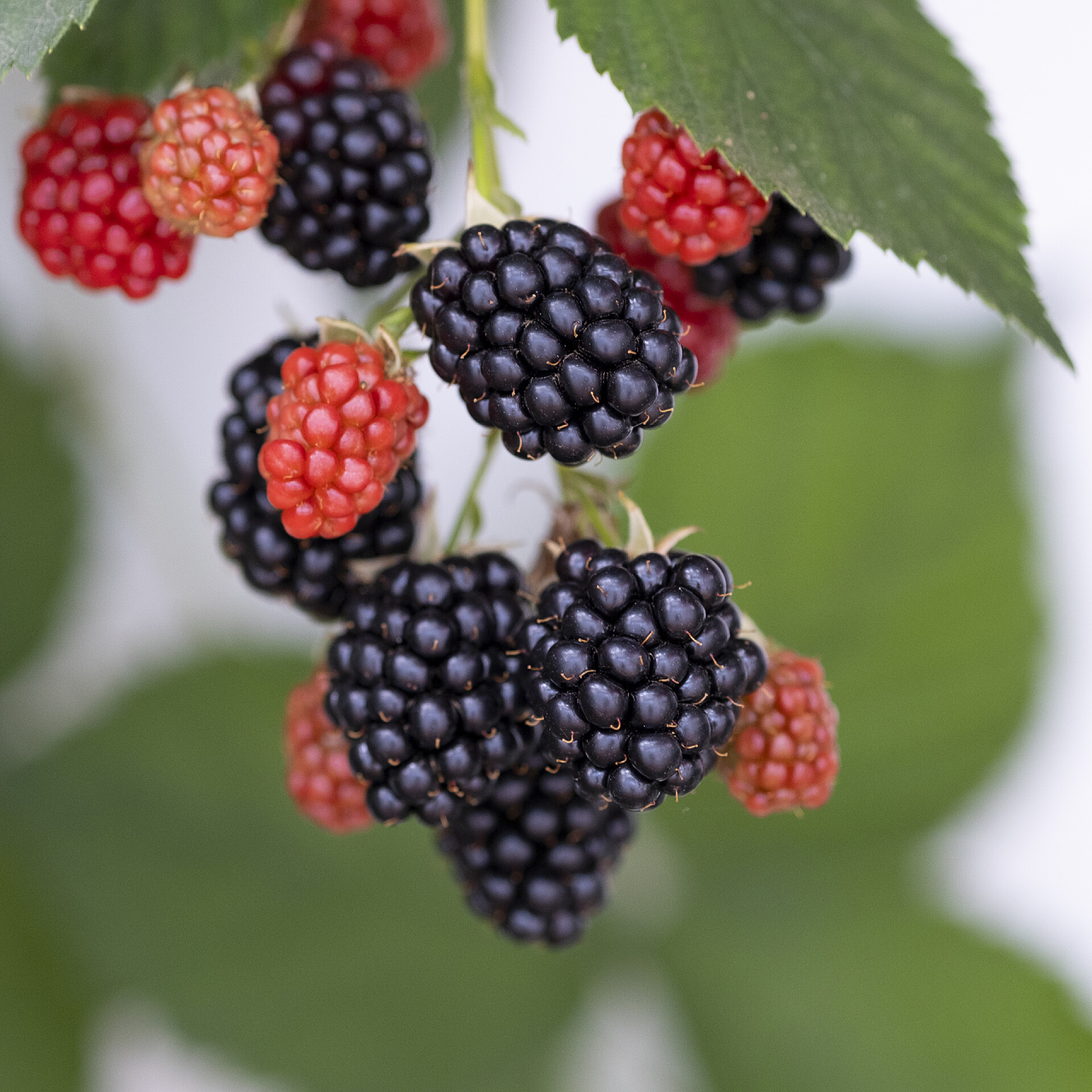 灌木丛中的黑莓花园里的黑莓