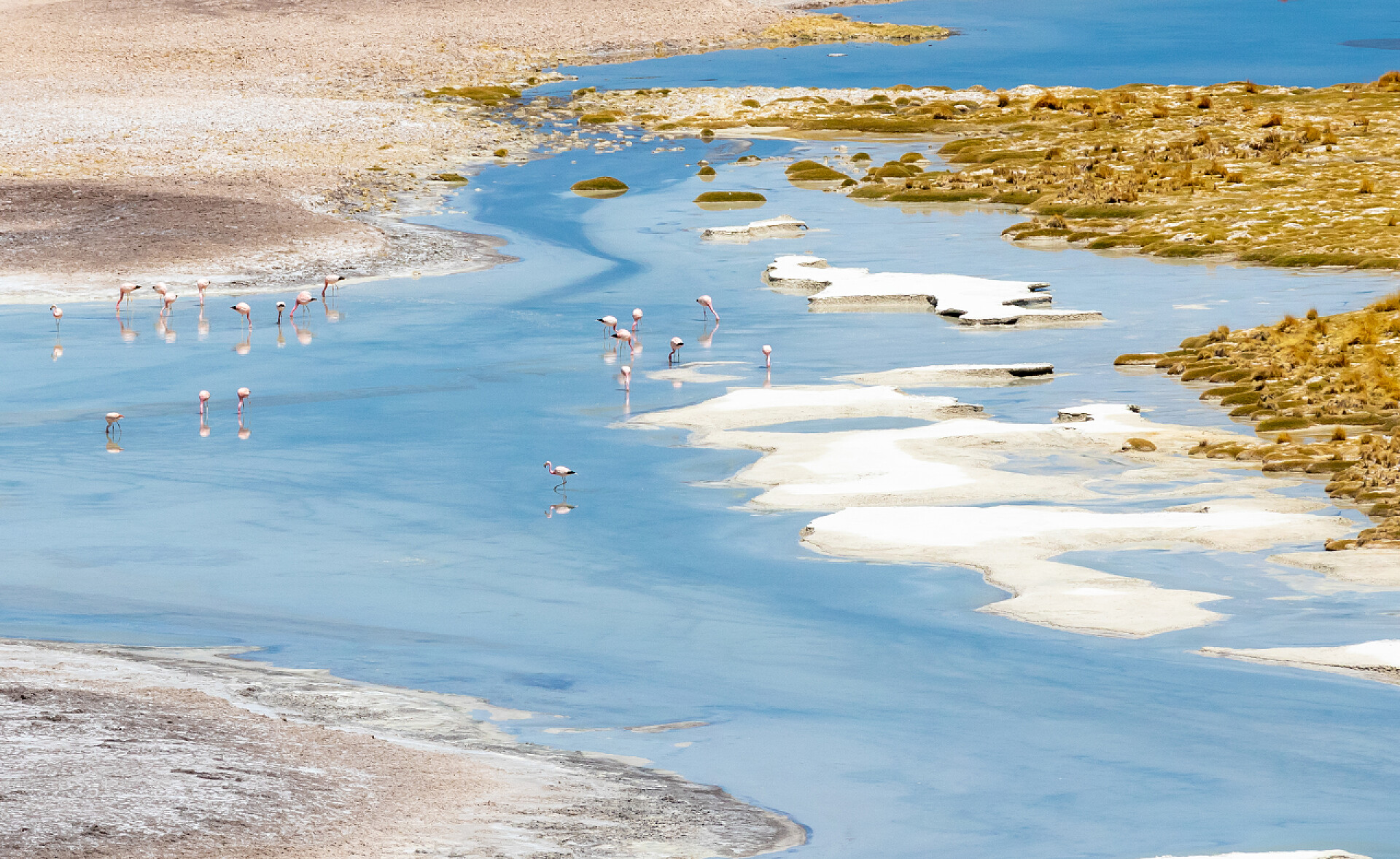 智利阿塔卡马海岸的火烈鸟智利Atacama desert flamingos in the water lagoon