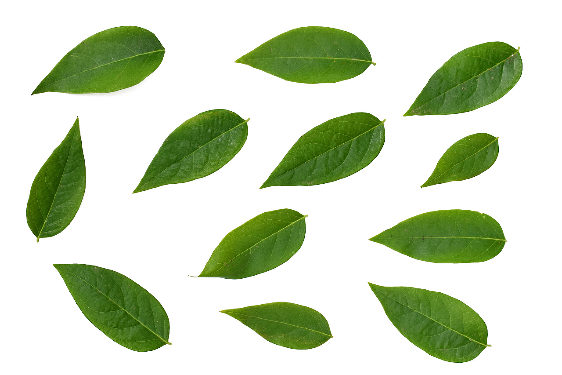 白色背景上的绿叶绿叶在白色的背景上被隔离. 星形山莓叶.