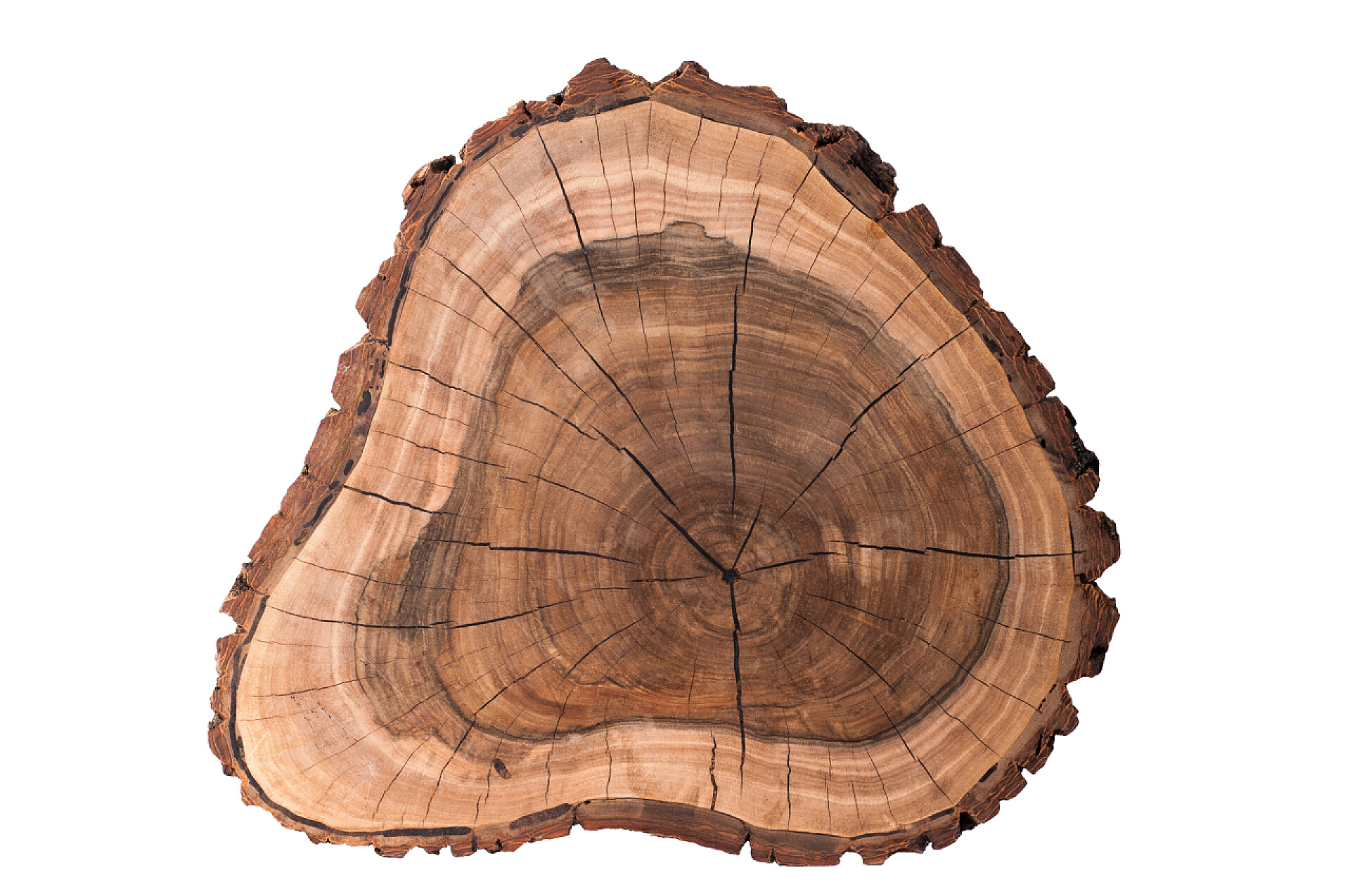 白色背景上的一个树桩一片白色背景上的一片树。 胡桃