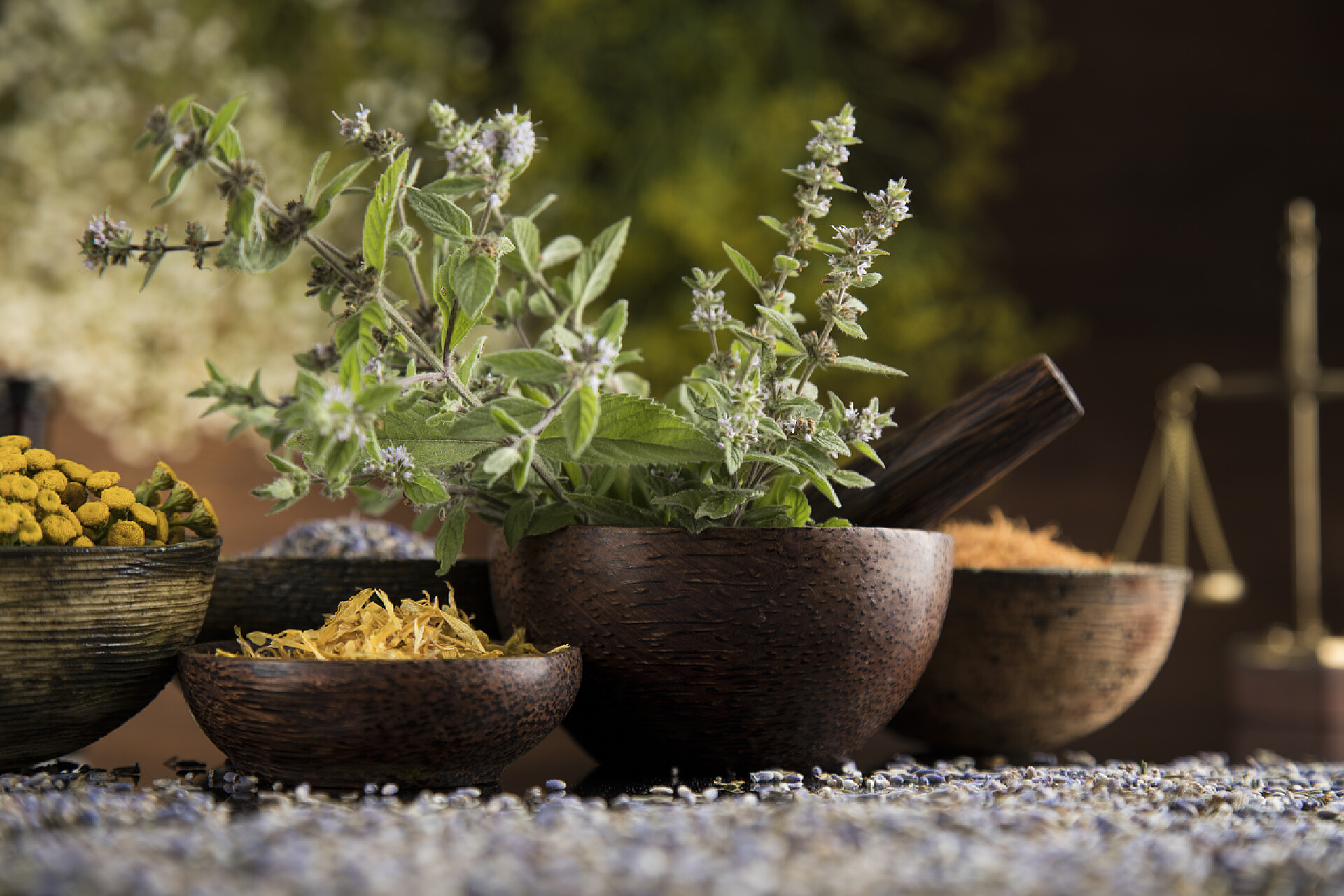 模糊背景前的一堆中草药特写镜头黑镜背景的天然药物