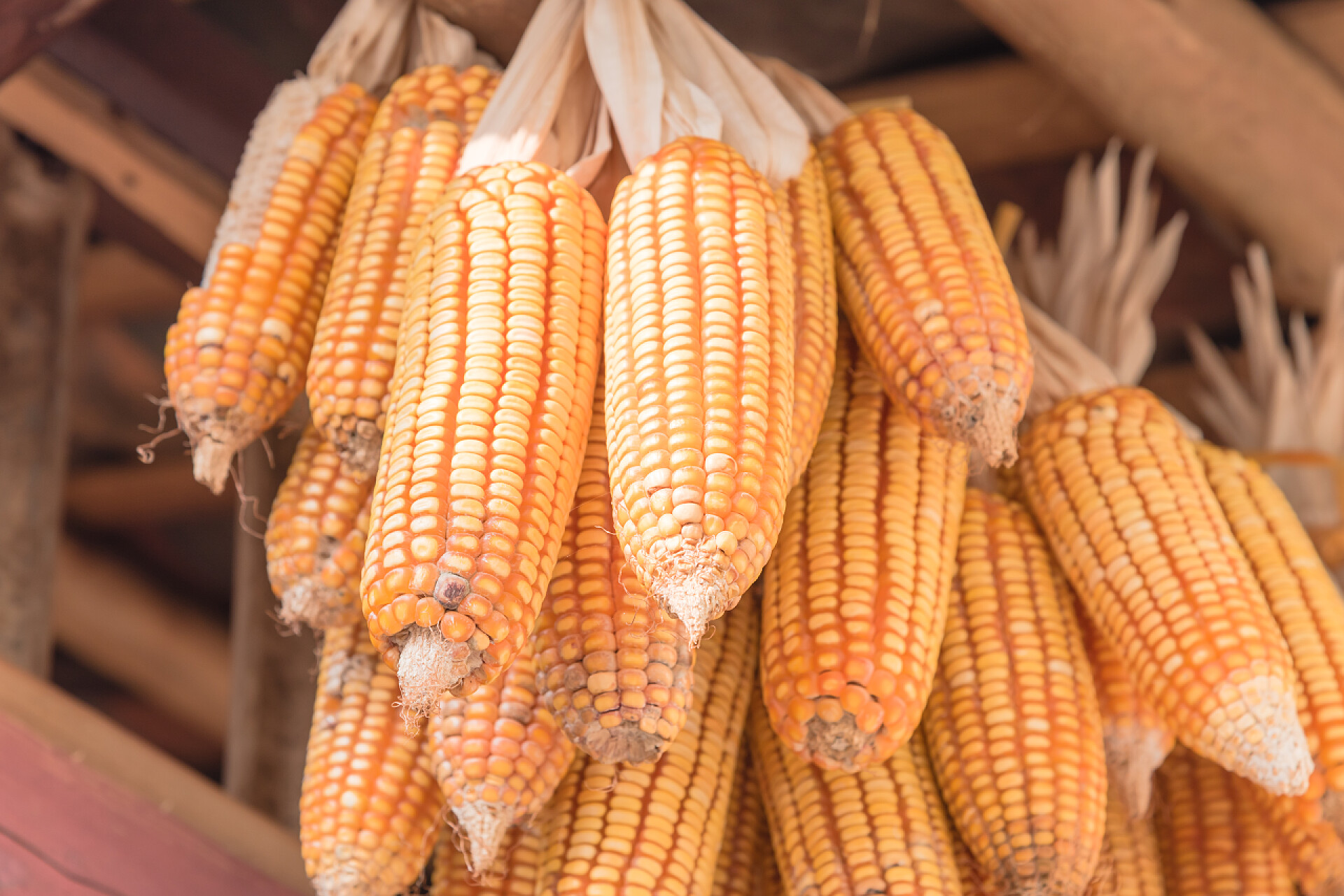 房檐下的干玉米在越南北部，将干玉米的自然选择线紧密地挂在当地木柴房顶的棒子上。 农村谷仓外建筑中的剥皮有机玉米干燥