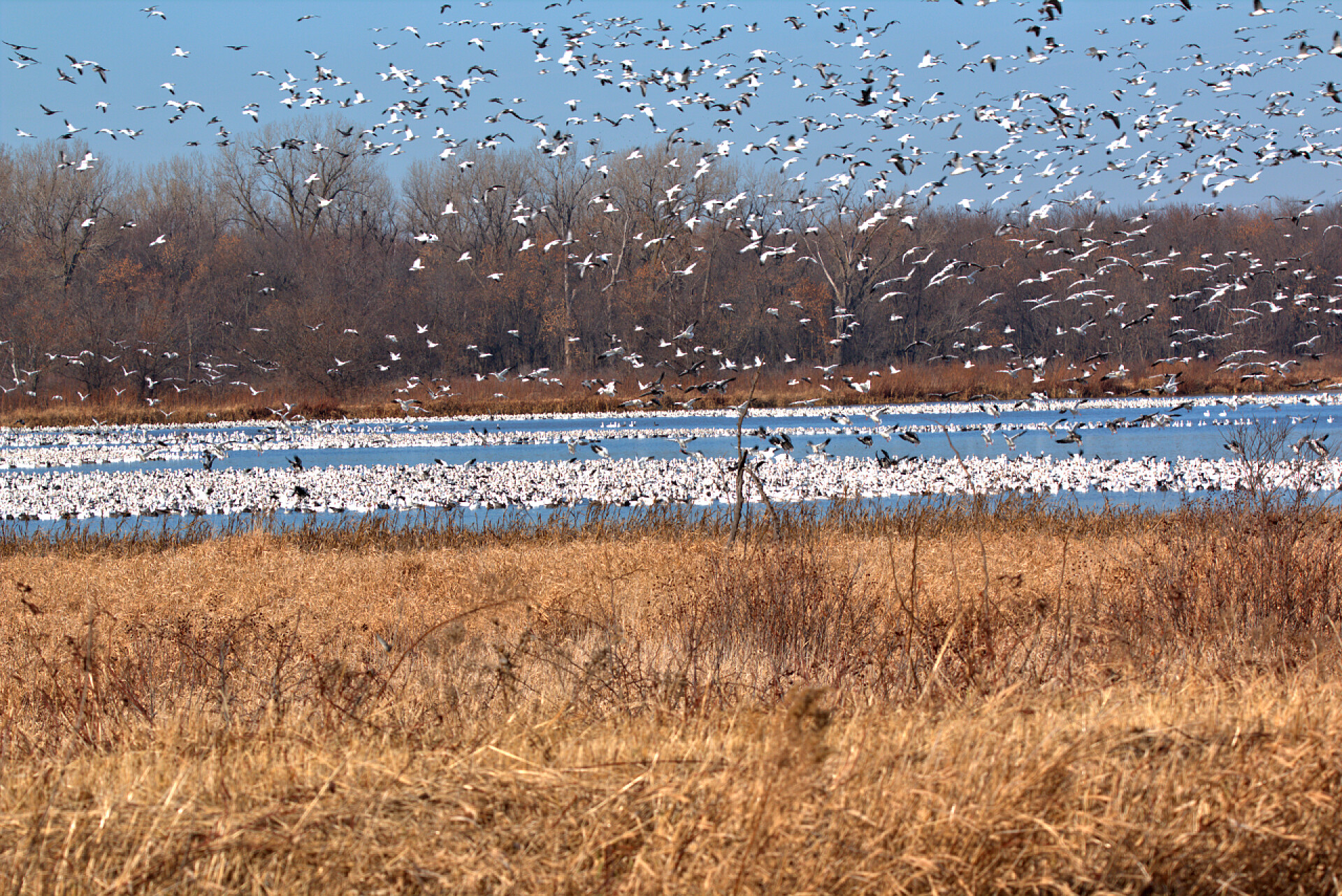 野生动物保护区的雪雁迁徙景观野生生物保护区日出