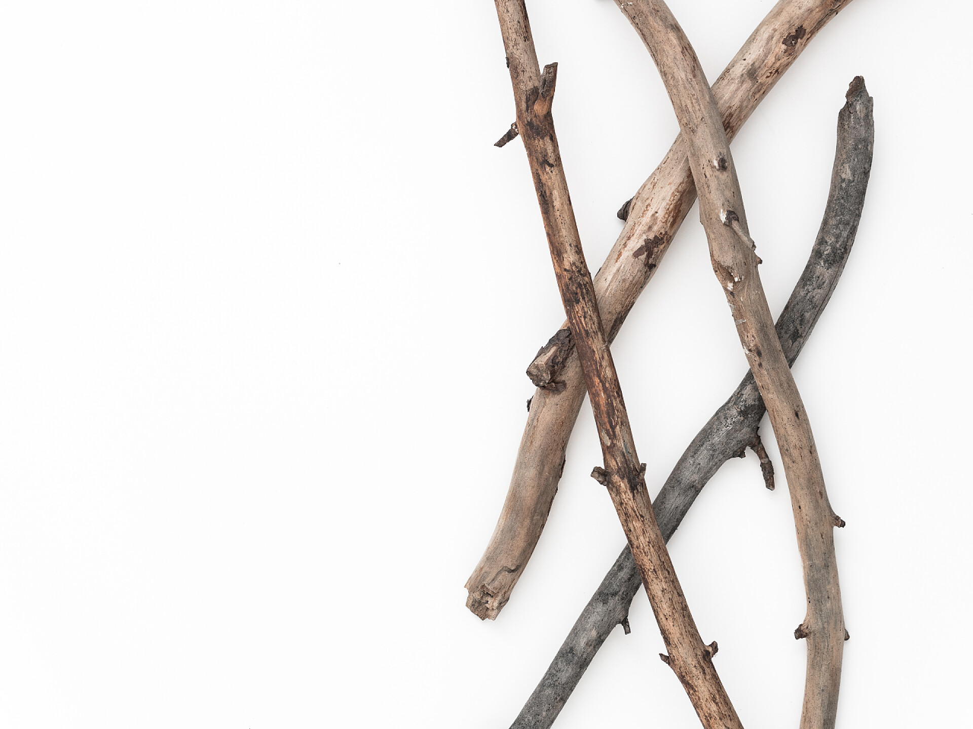 白色背景上干枯的木枝树杈白底干枯的树枝. 平面布局，顶视图简约自然构图
