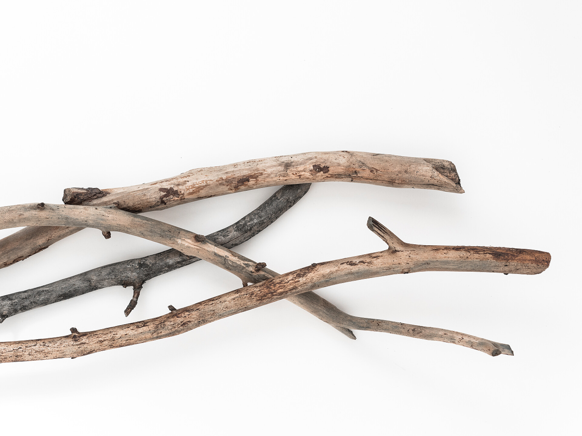 白色背景上干枯的木枝树杈白底干枯的树枝. 平面布局，顶视图简约自然构图