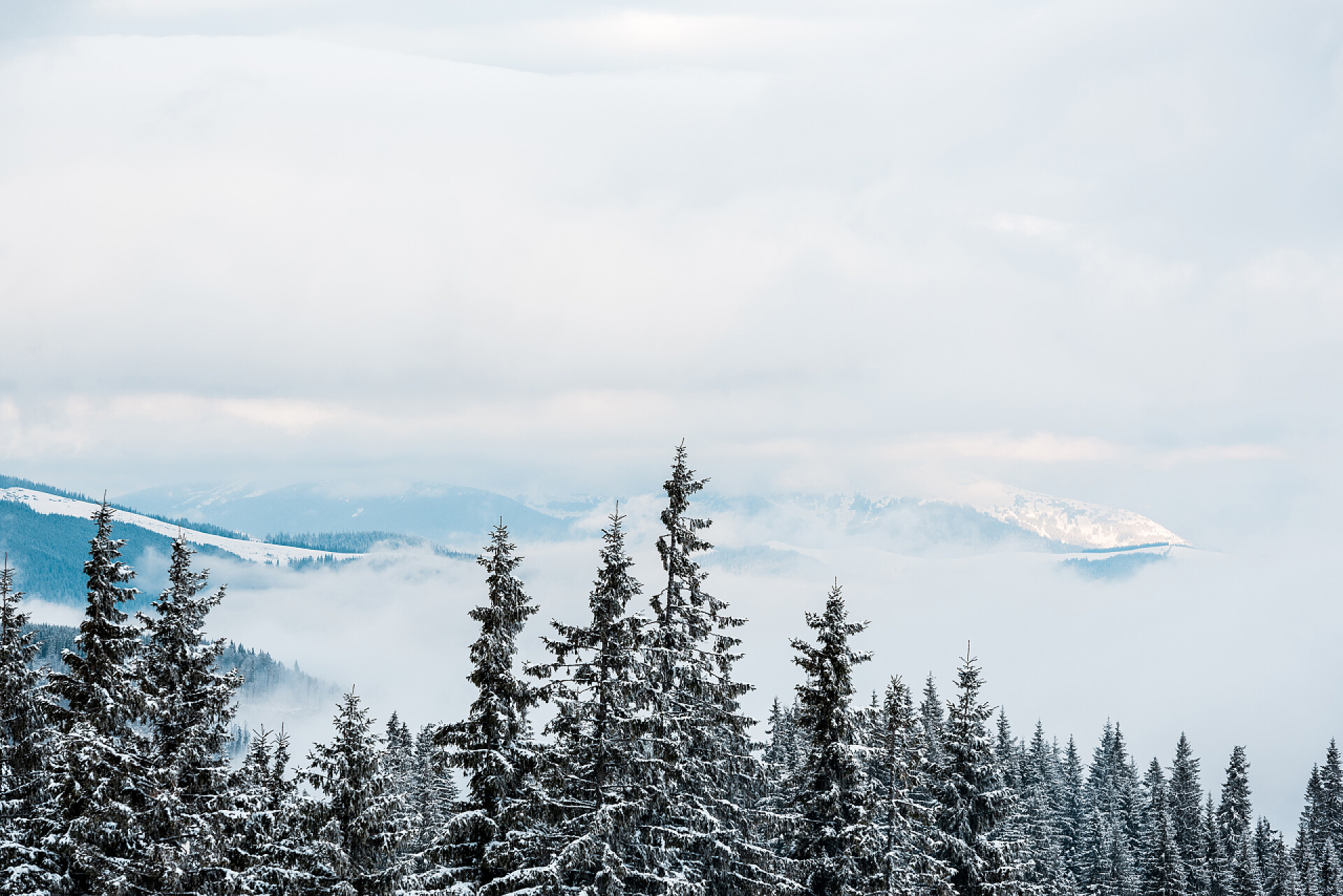 白雪皑皑的雪山美景和松树林雪山美景，松林，白云飞扬