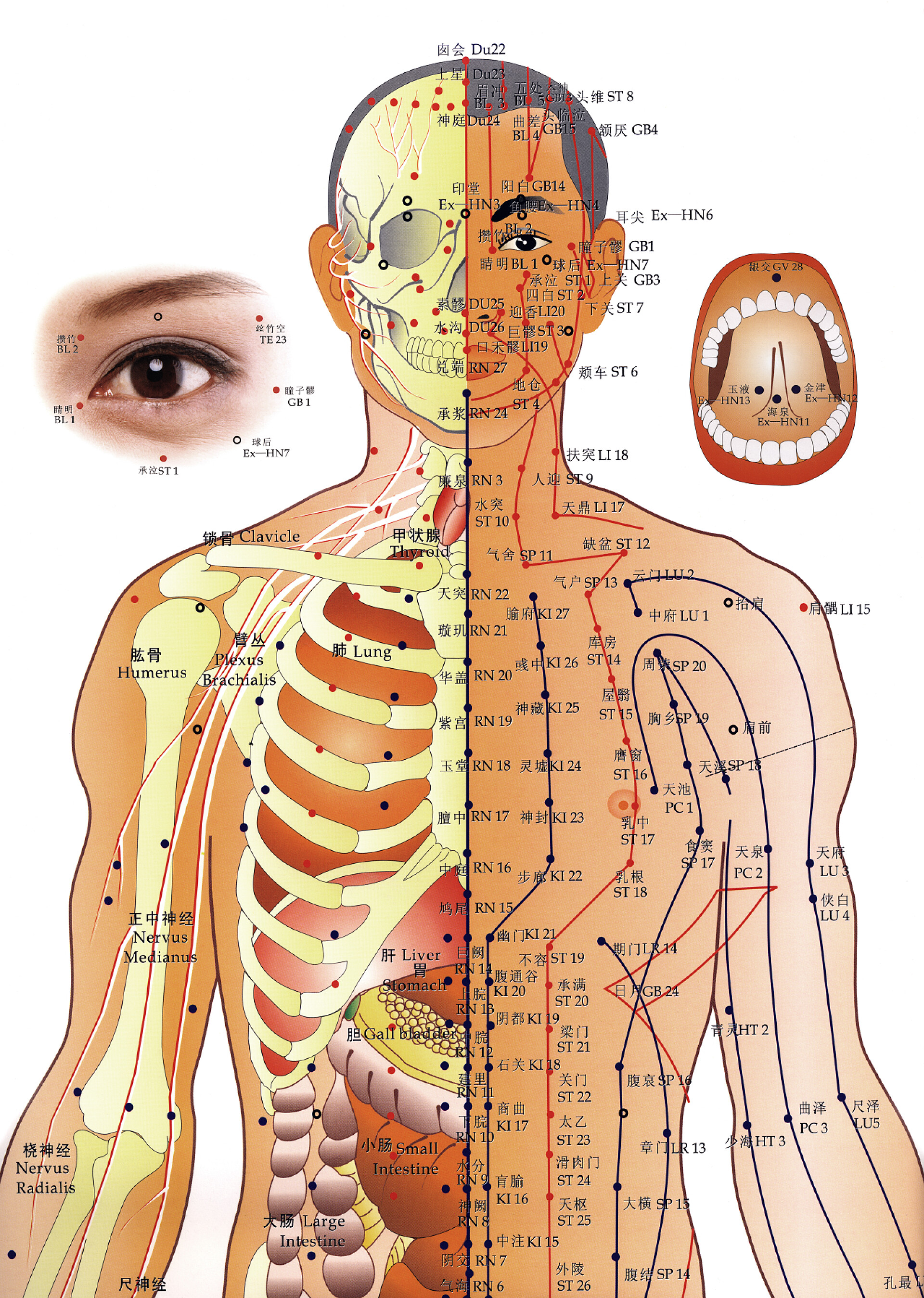 中医人体骨骼脉络图