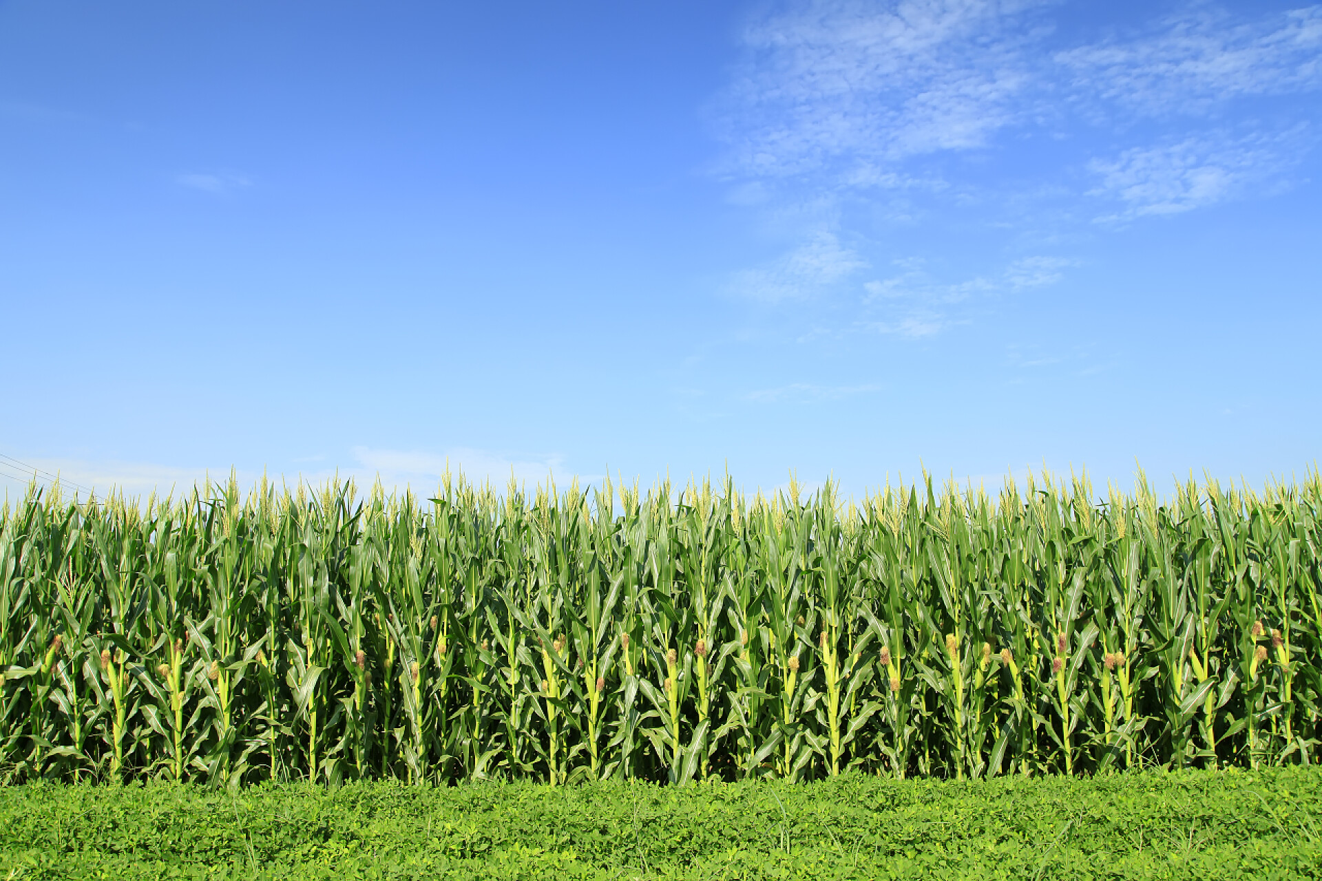 蓝天白云下绿油油的玉米田地地里的玉米