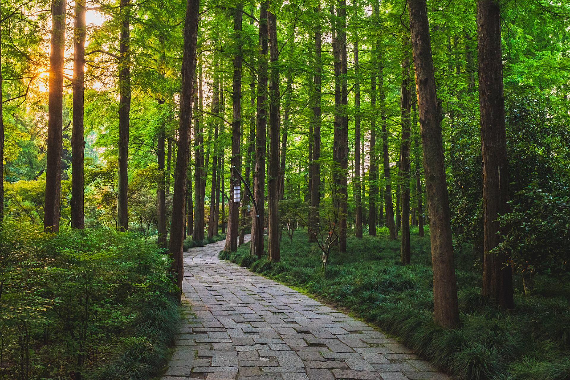 杭州西湖边公园林间小径杭州西湖公园林间小径