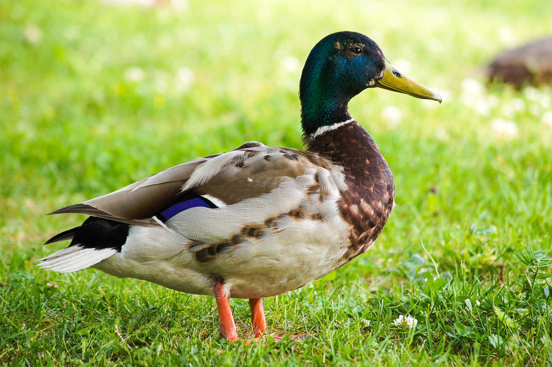 夏天草地上的野鸭子夏天在草地上的野鸭。保护野生动物与环境的概念.