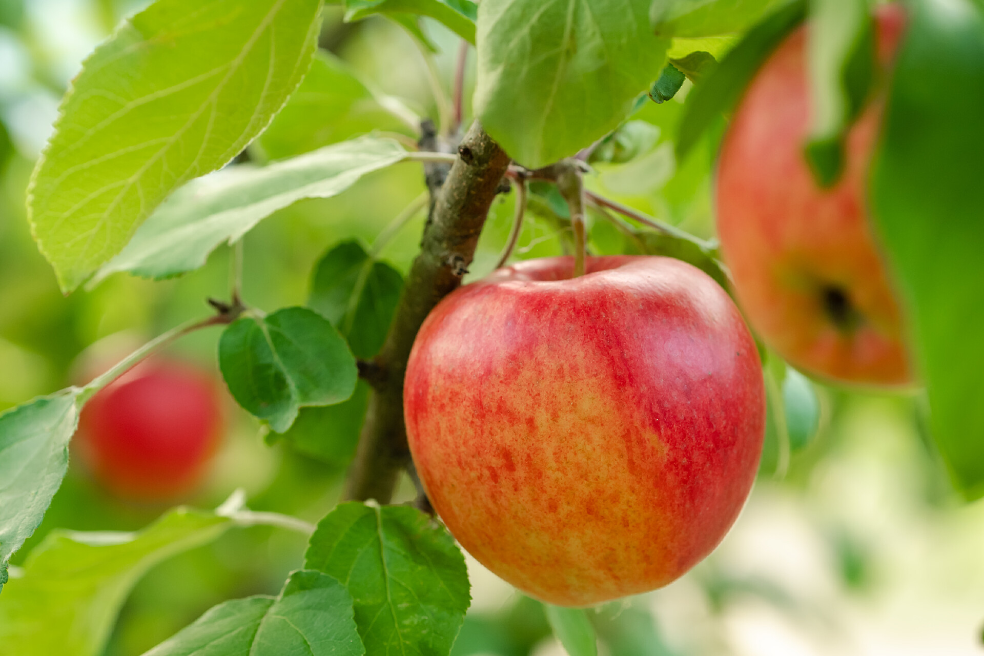 苹果树上的红苹果特写苹果树上的红苹果特写