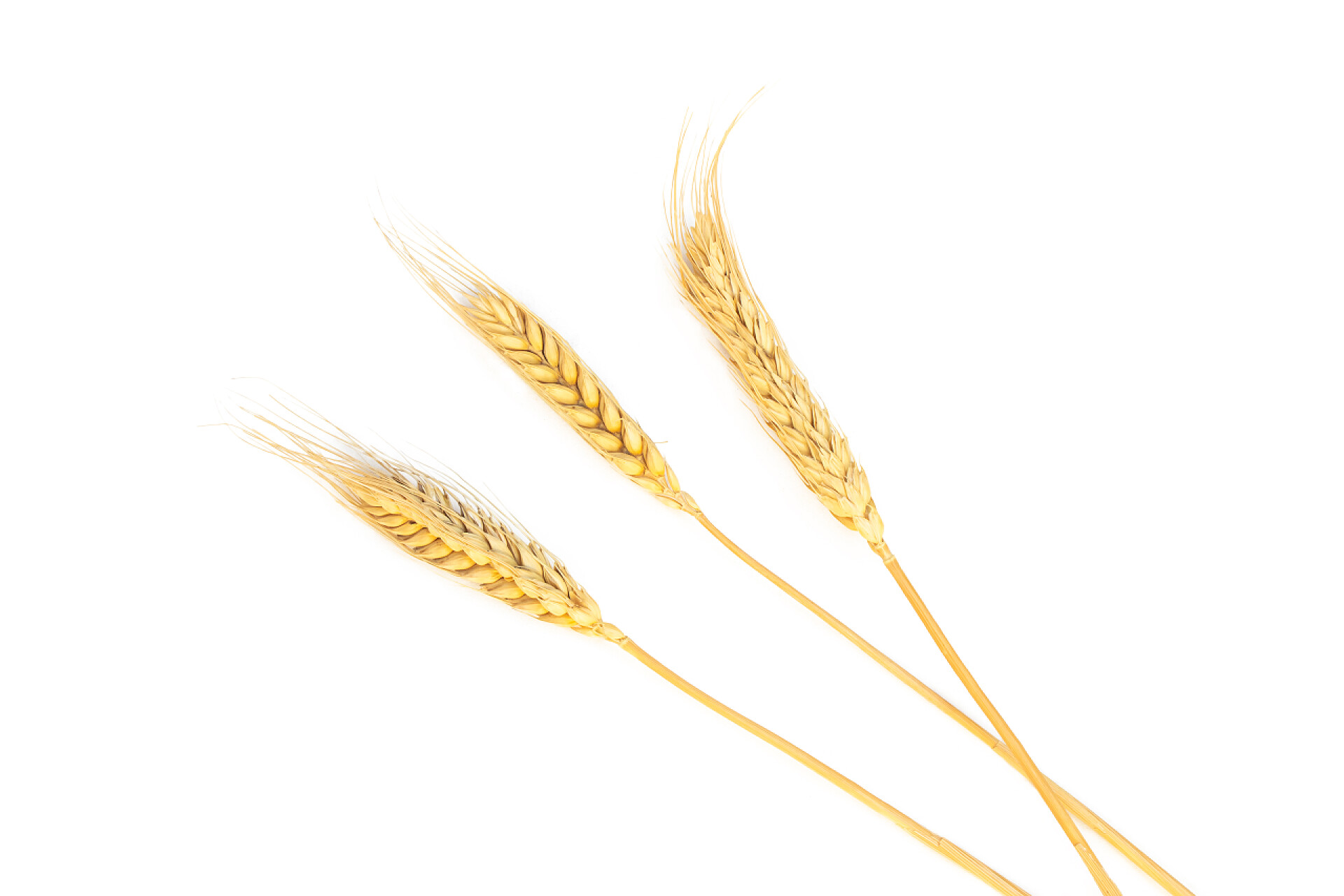 白色背景上的小麦穗特写将干大麦或小麦穗从白色背景分离出来.