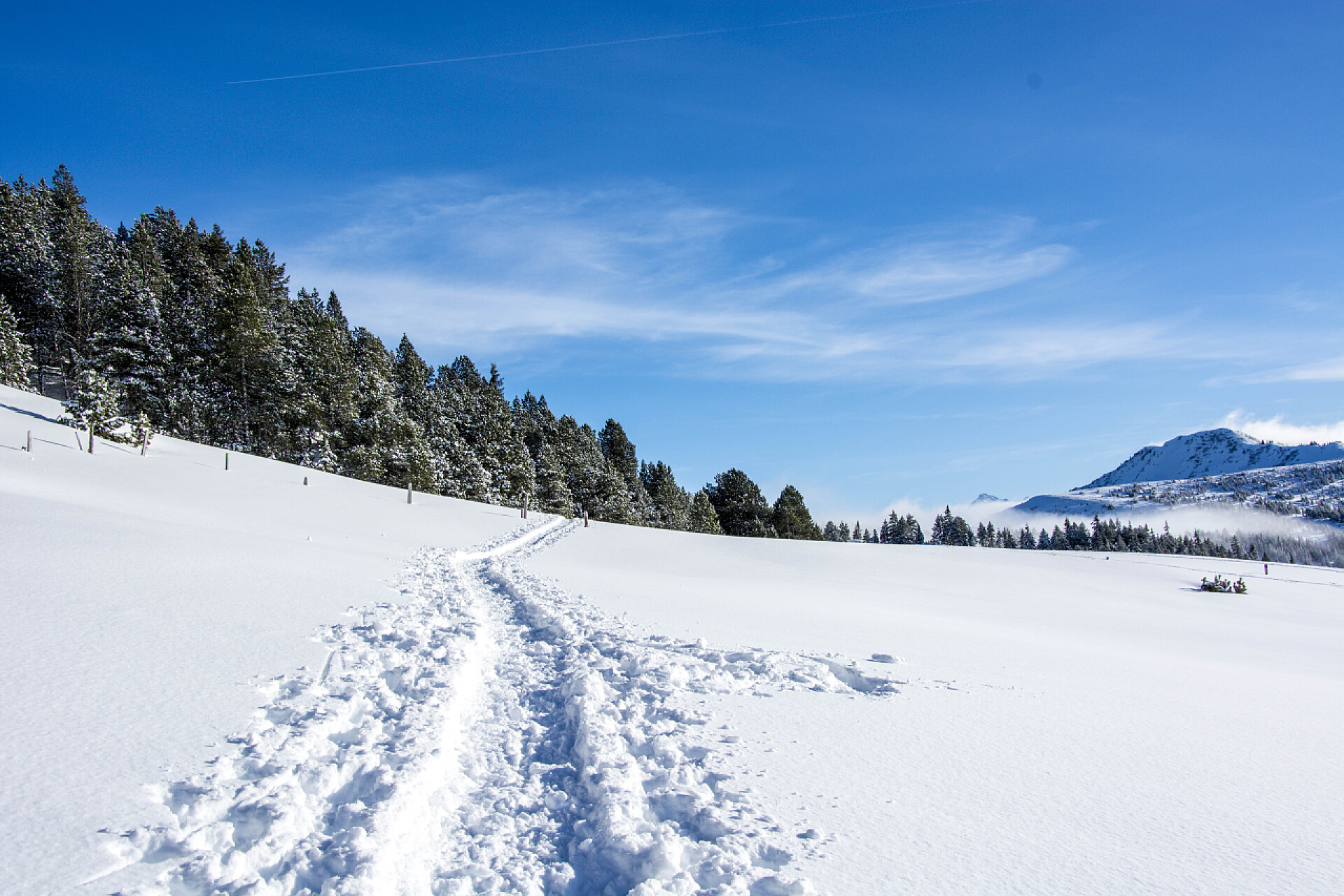 蓝天白云下的松树林和雪山雪地上的远足脚印