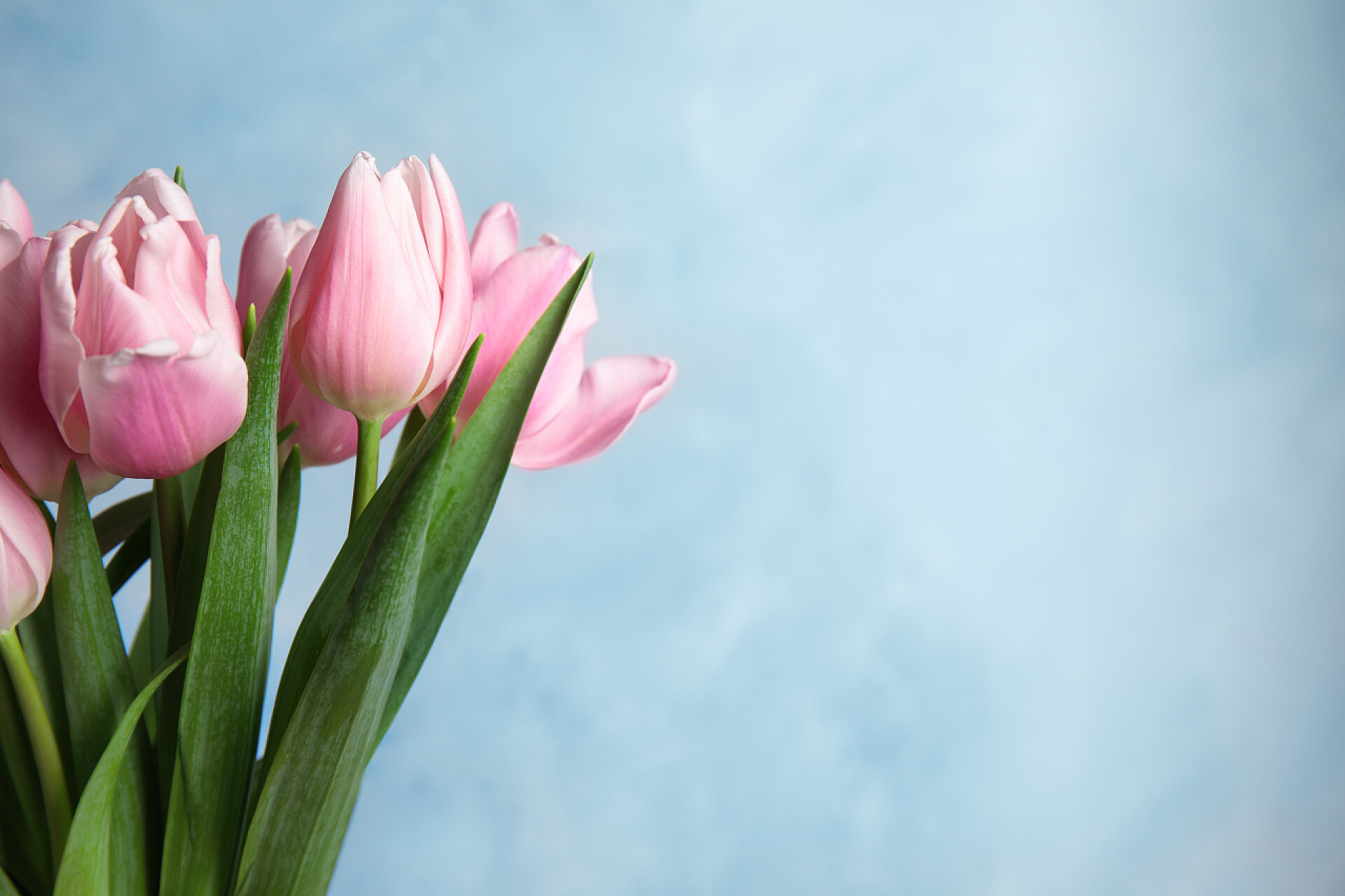 蓝色背景上美丽的粉色郁金香Beautiful pink spring tulips on light blue background. Space for