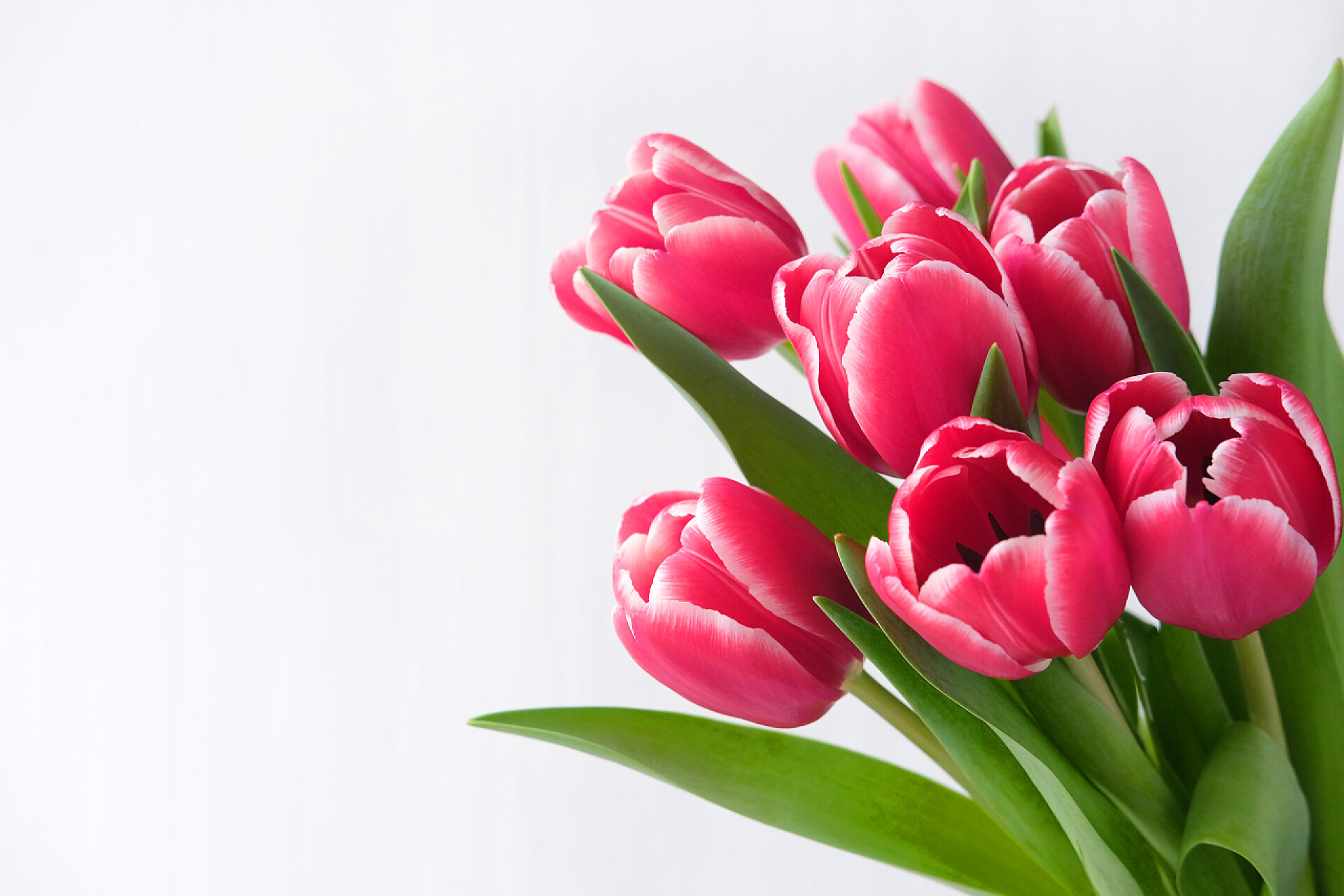 白色背景中红色的郁金香Spring banner. Purple pink tulip bouquet on the white background. Easter and spring greeting card. Woman day concept. Copyspace for text