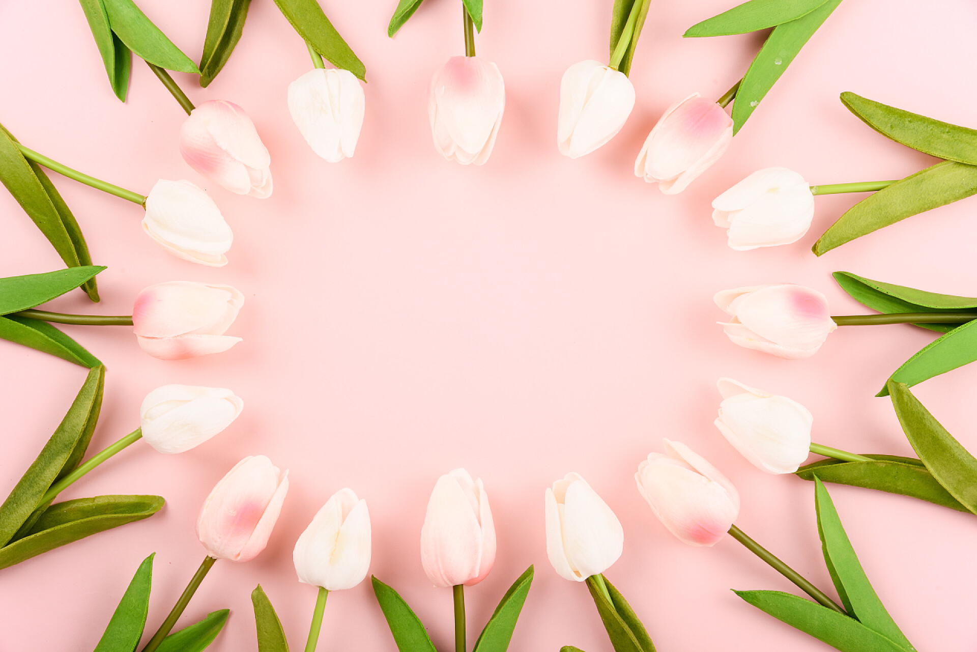 粉色背景上美丽的郁金香母亲节快乐，母亲节的概念。顶视图平面布局郁金香