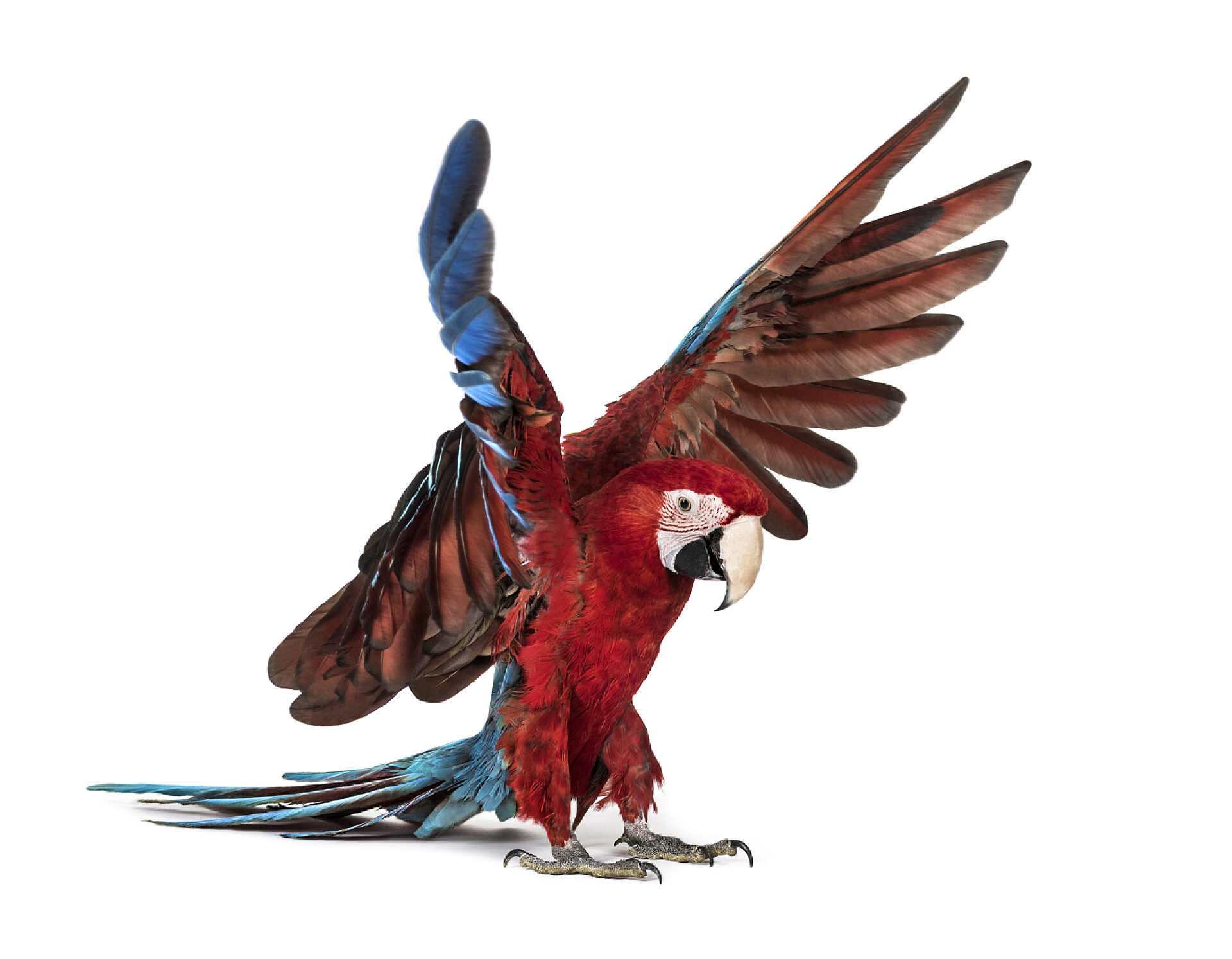 白色背景上展开翅膀的鹦鹉绿翼马科，Ara chloropterus，降落在白色的