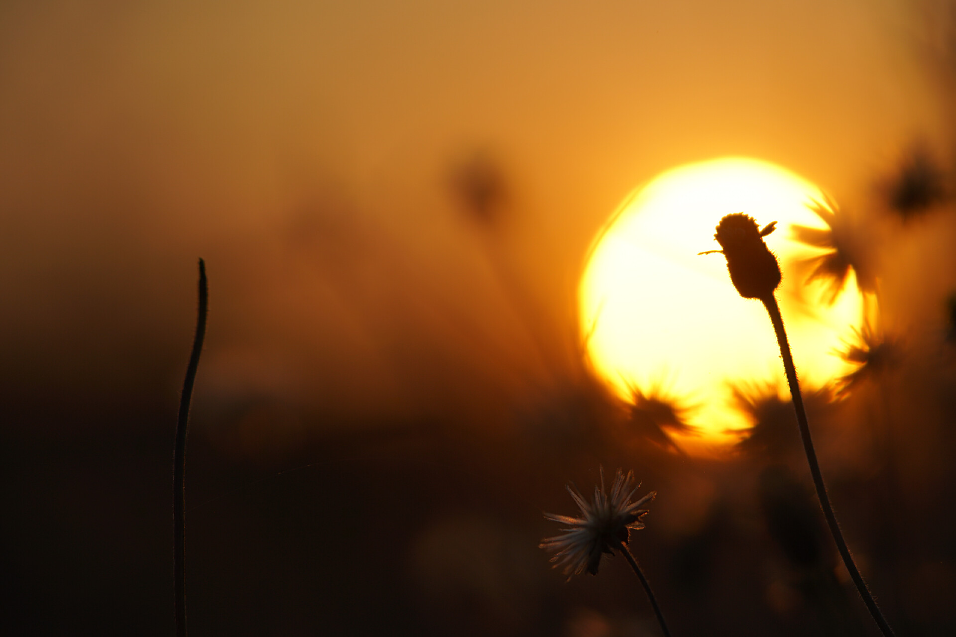 夕阳下的风景夕阳西下，路边放着青草.