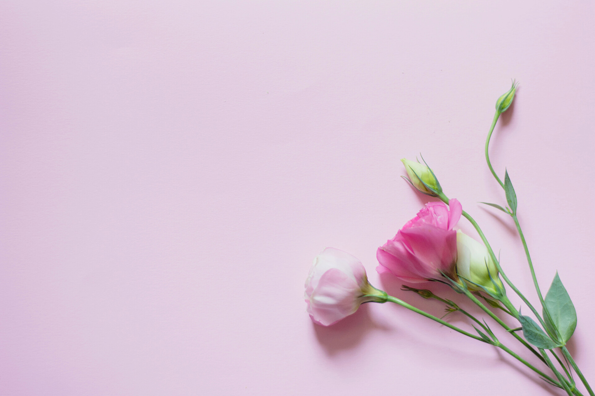 粉色背景上的鲜花Tender white and pink eustoma flowers on pink background, flat lay, top view
