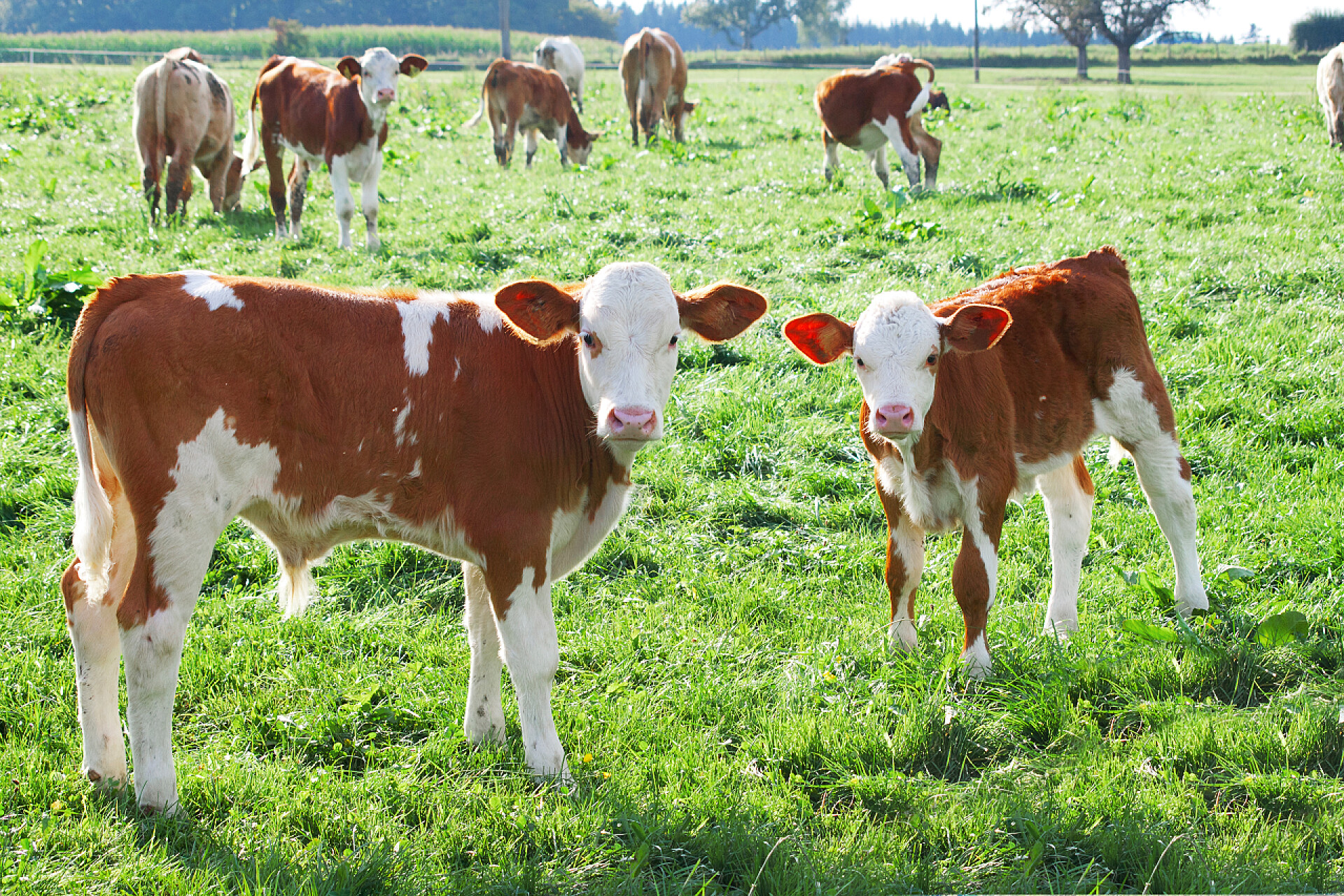户外草地上的小牛可爱的小牛在草地户外