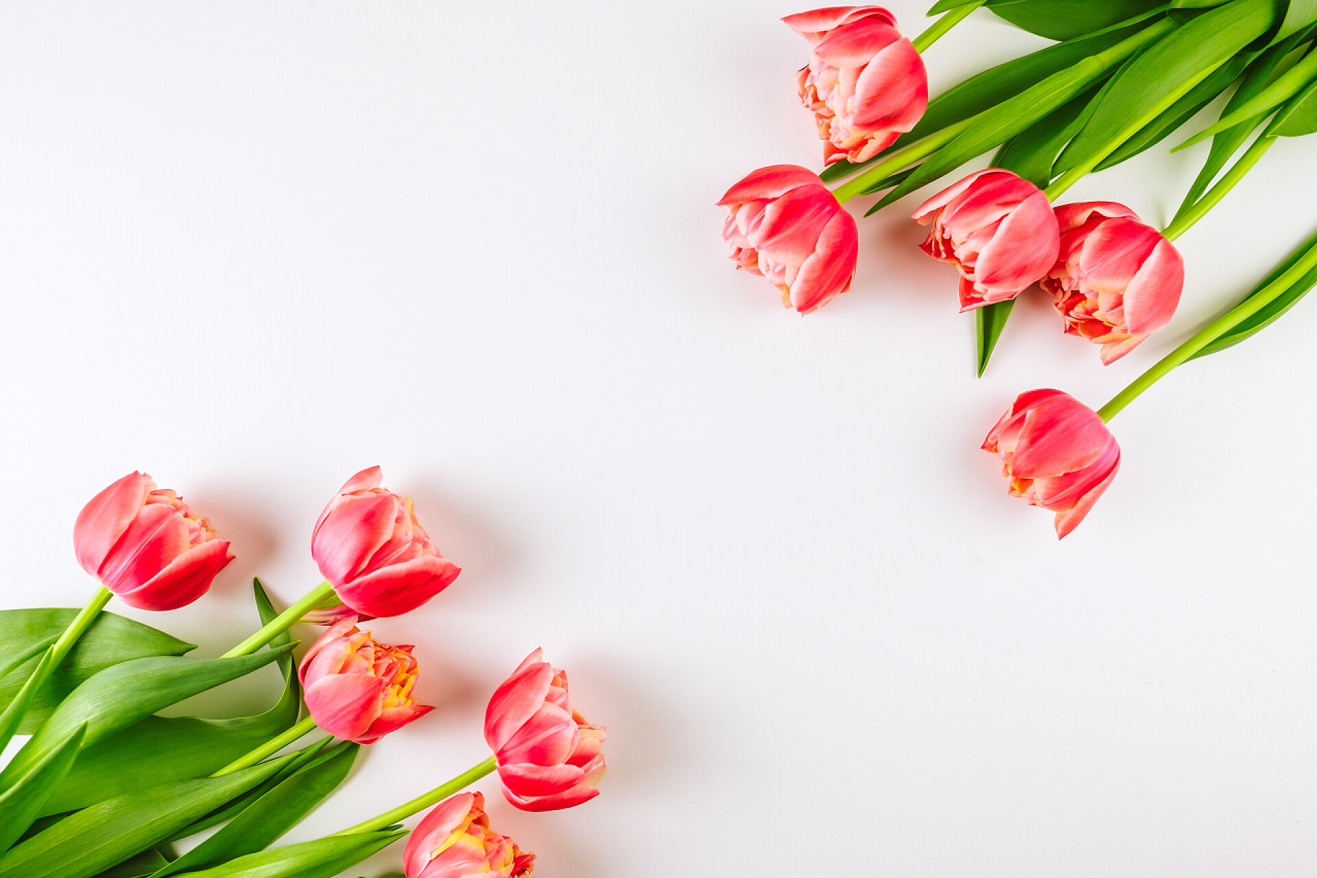 白色背景上的郁金香花朵春花背景