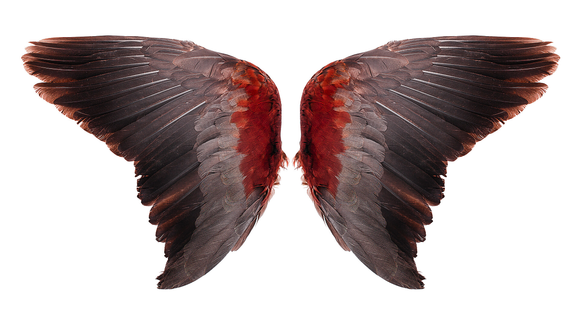 白色背景上的一对翅膀天使的翅膀在白色的背景上被隔离