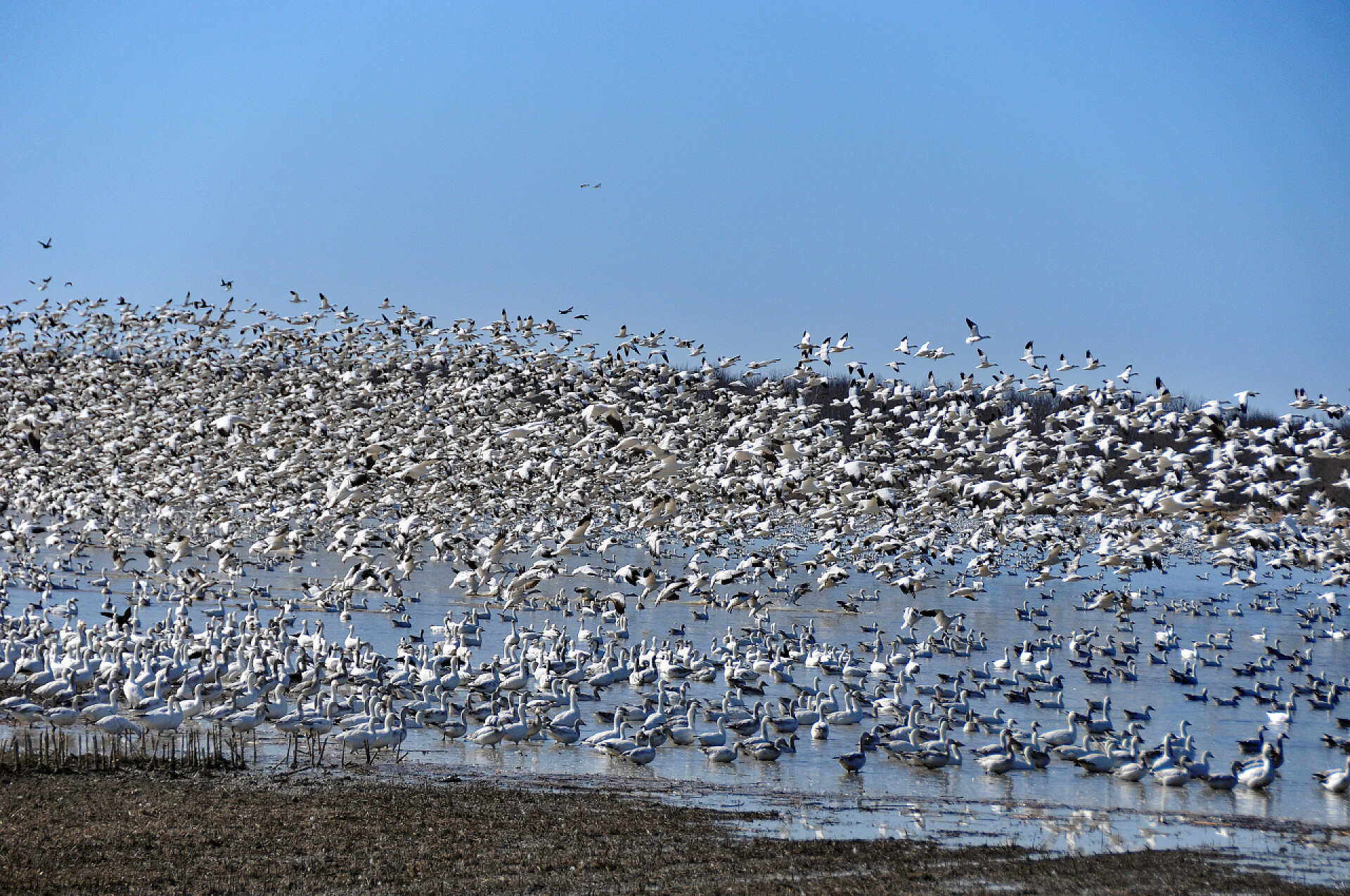 美丽的雪雁群在飞行中拍摄到了晨曦的颜色。魁北克向东海岸迁移期间的旅游帽e.美丽的雪雁群在飞行中拍摄到了晨曦的颜色。魁北克向东海岸迁移期间的旅游帽e.
