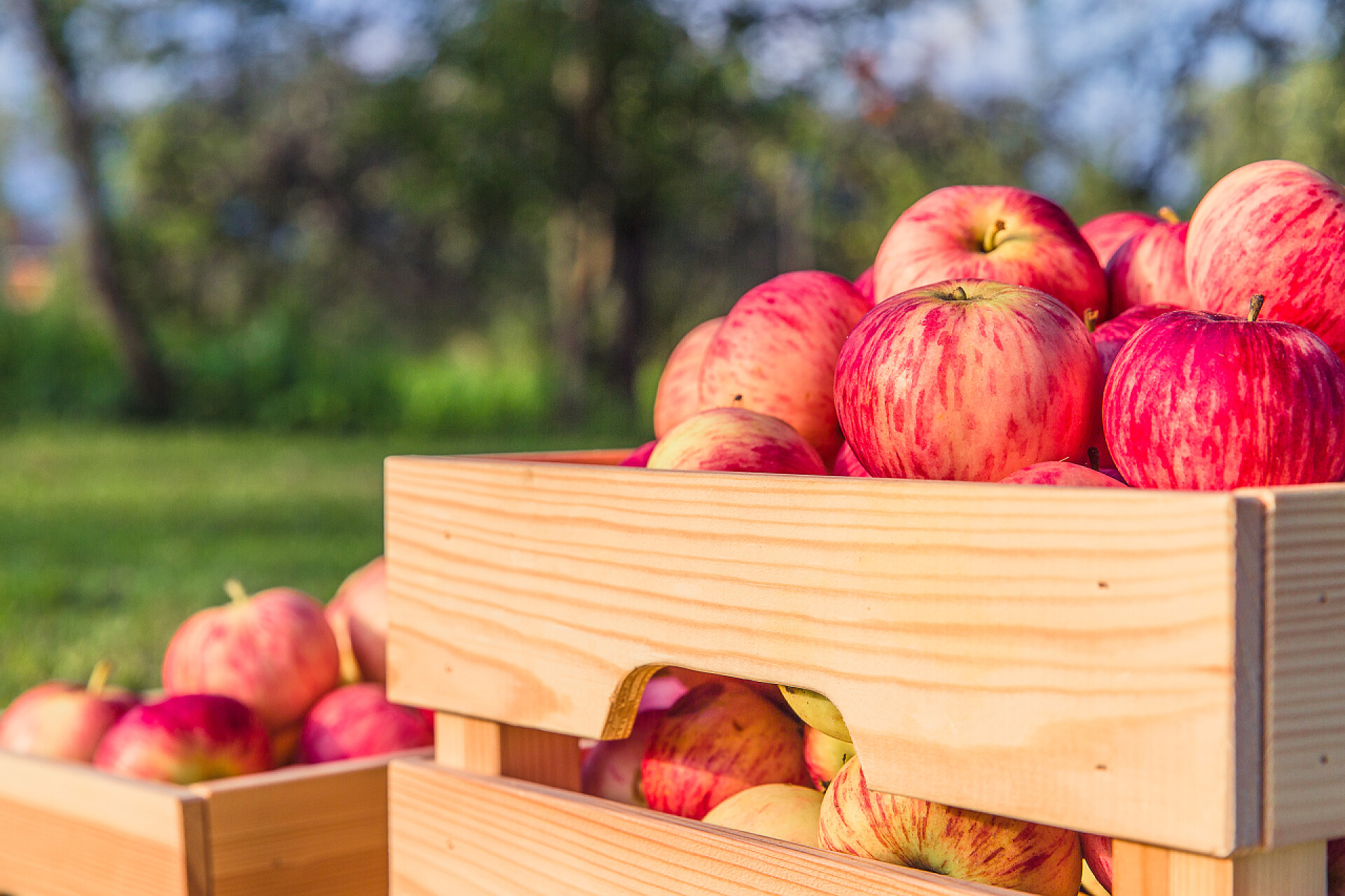 把苹果放在草地上的木盒里成熟的苹果，在木盒子里