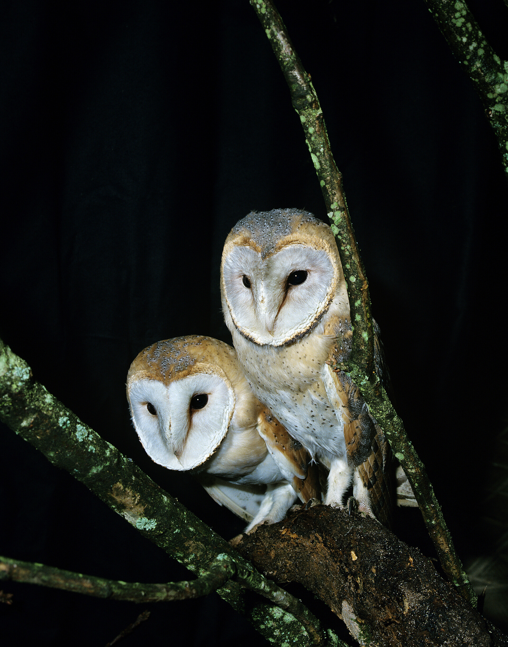 黑色背景站在树枝上的两只猫头鹰Barn Owl, tyto Alba,成虫站在树枝上 