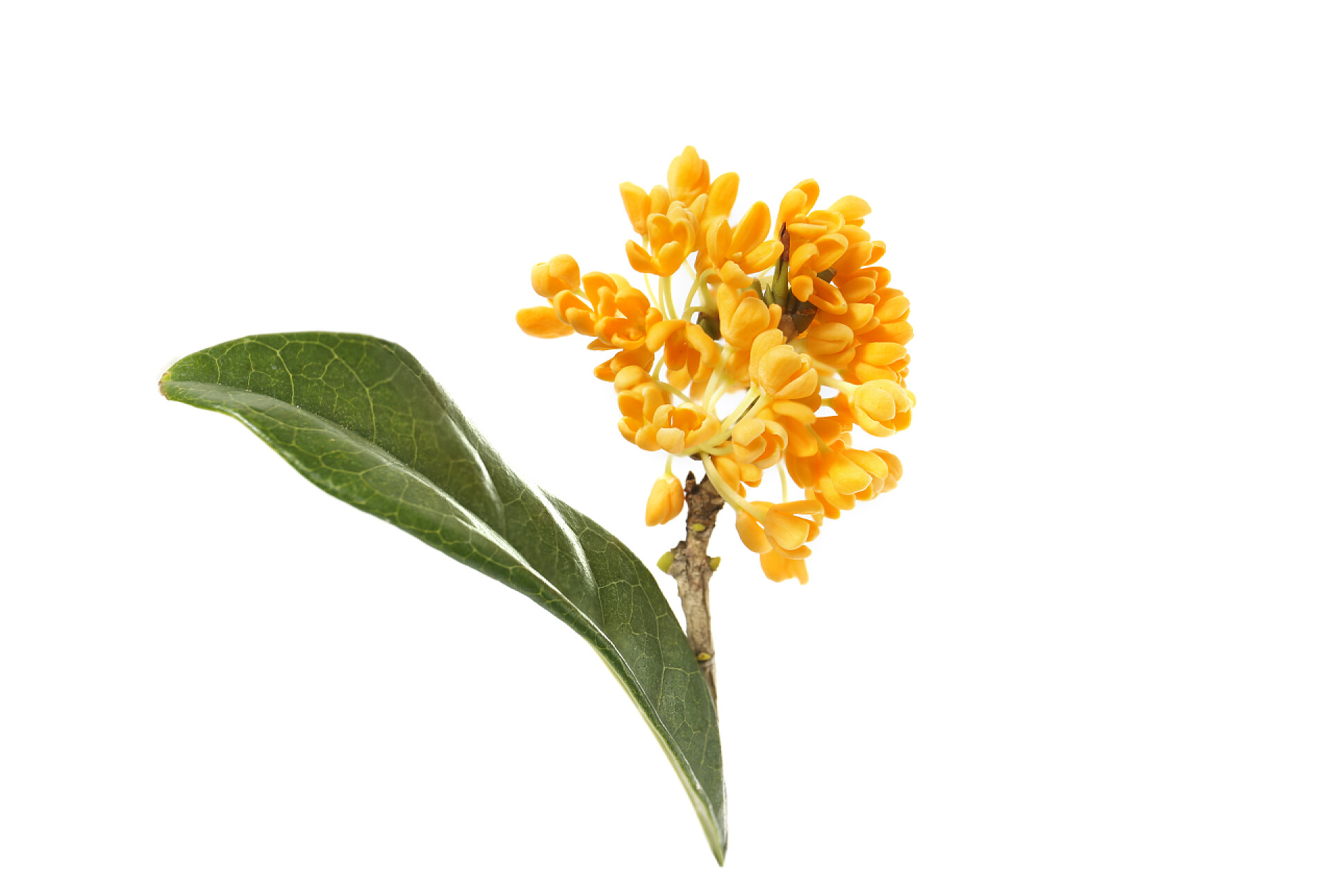 白色背景的一束橙色鲜花白色背景的甜桂花橙花