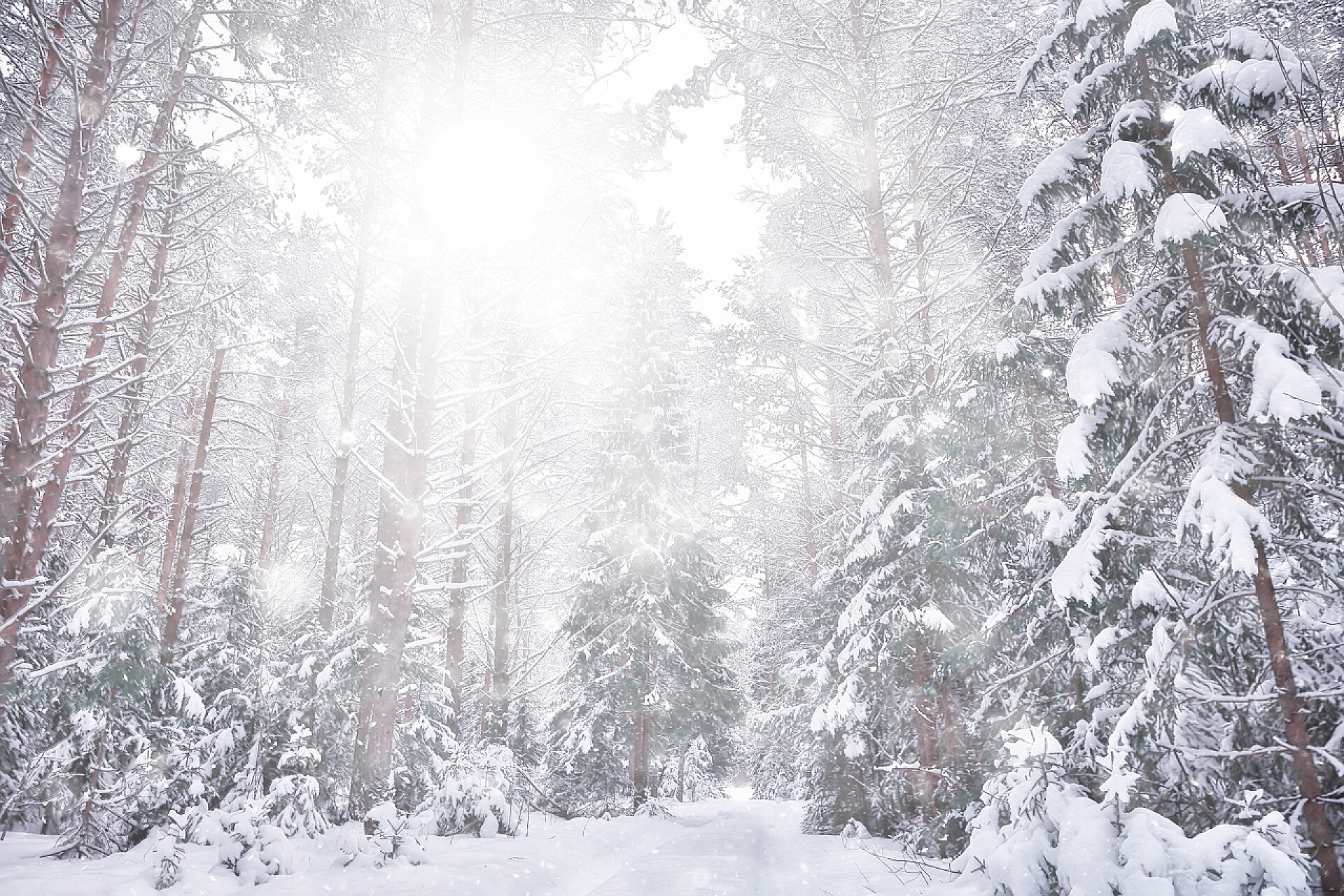 森林里被雪覆盖的树木景观降雪林背景，白色雪花落在森林景观中，圣诞节背景