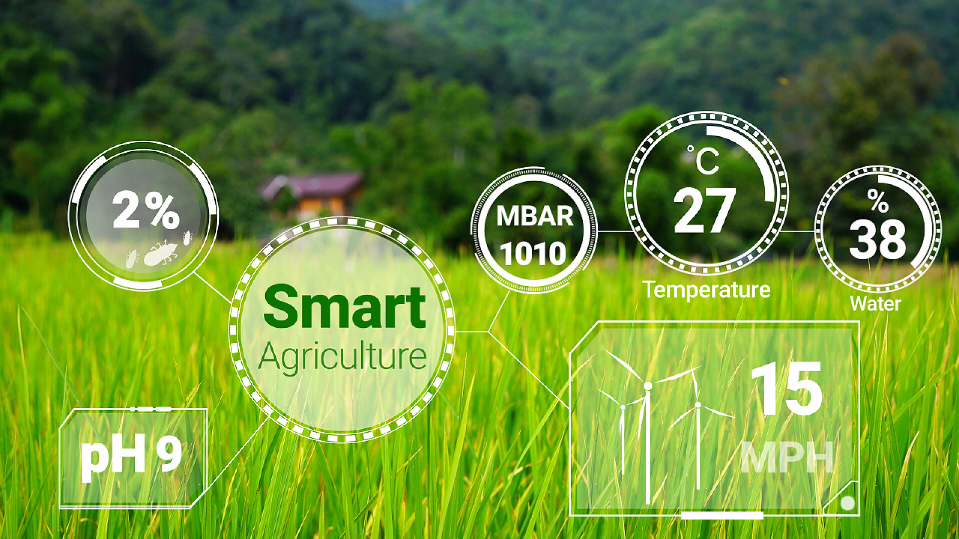 稻田里的禾苗和人工智能投影展示智能数字农业技术采用未来传感器数据采集管理，利用人工智能控制作物生长和收获质量。计算机辅助种植的概念.