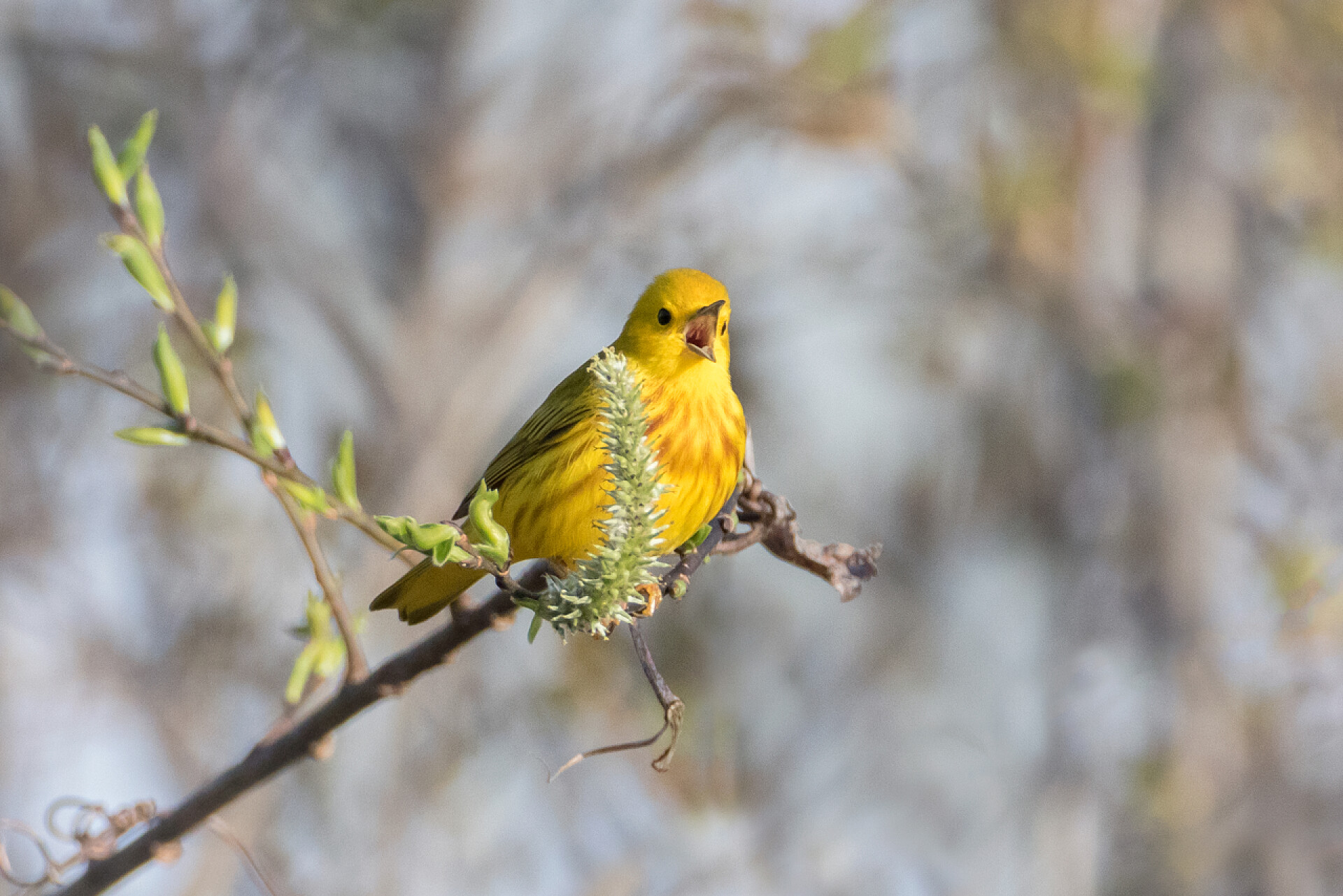 春天里黄莺在树枝歌唱春天，黄莺在树枝梢歌唱