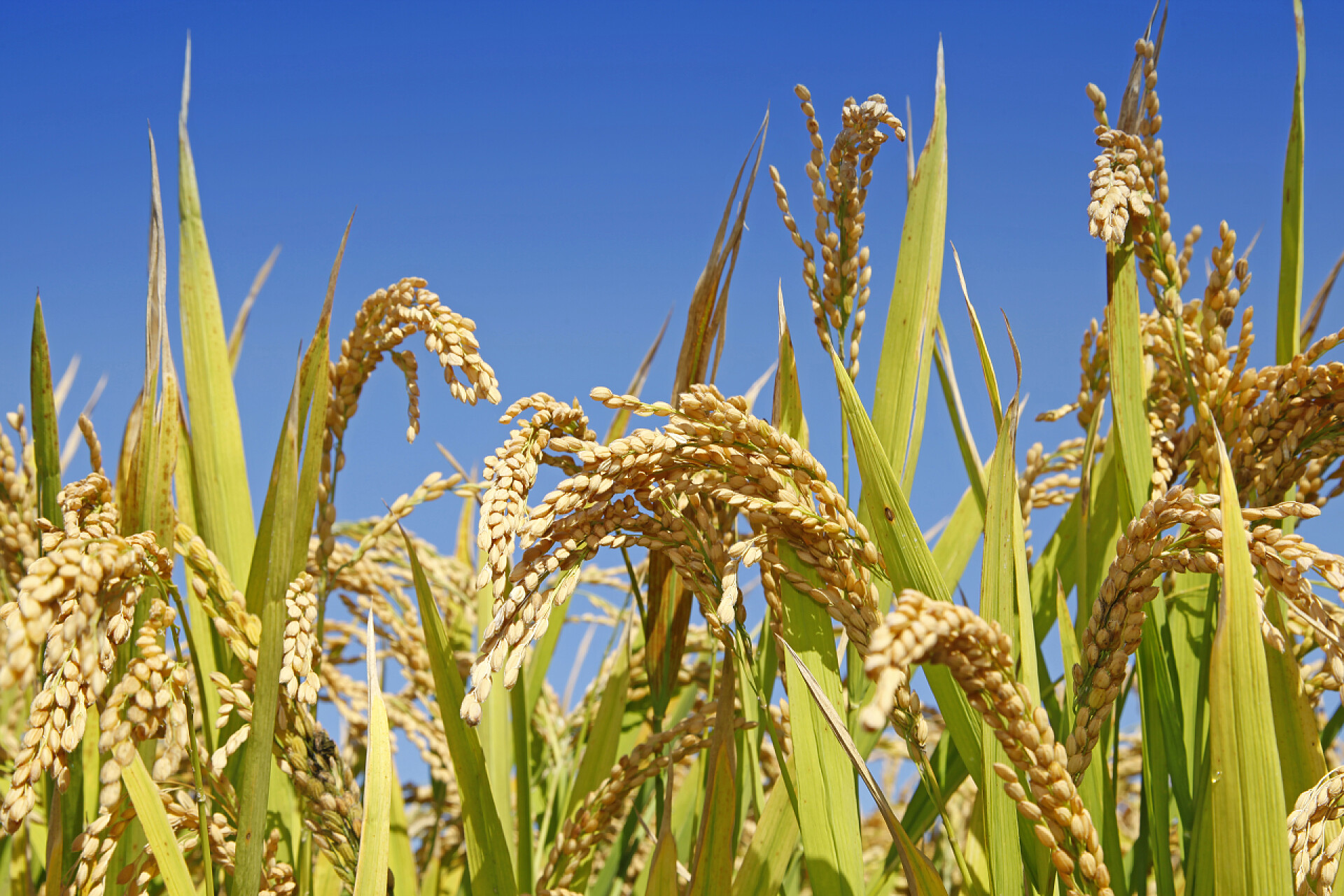 田里的稻子田里的稻子