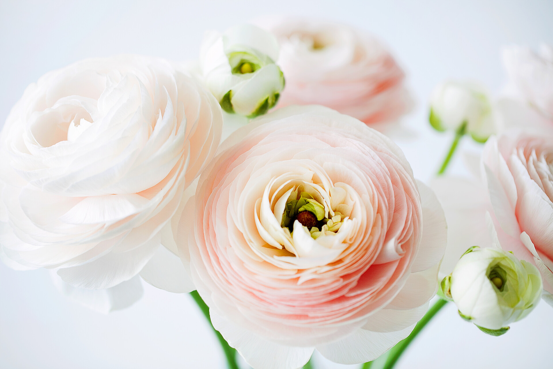 白色背景上的玻璃花瓶中波斯蝴蝶花朵在白色背景上的玻璃花瓶中，新切碎的蓝花或波斯蝴蝶花朵在玻璃花瓶中的美丽柔嫩花朵。浪漫礼物的花朵组成。水平方向